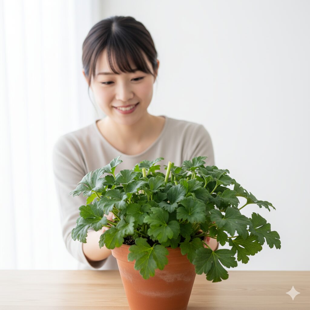 花後に光合成のために残されたアネモネの緑色の葉