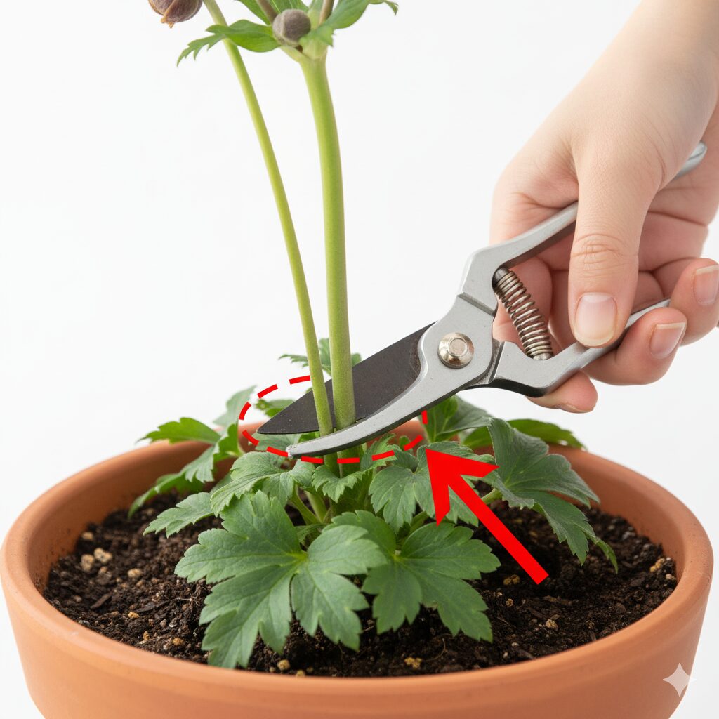 アネモネの花がら摘みをする正しい位置と切り方の図解