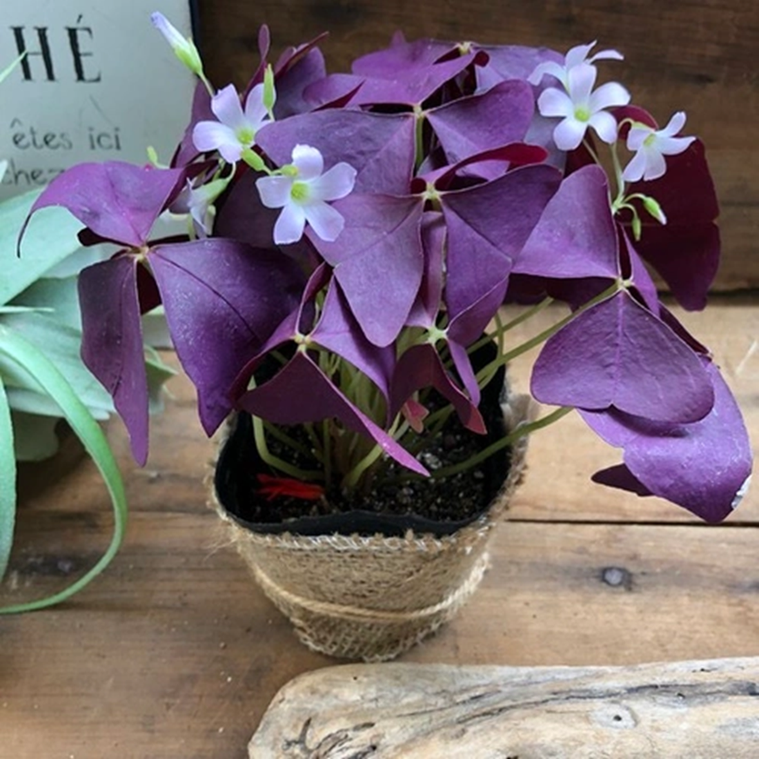 オキザリス-紫の舞1