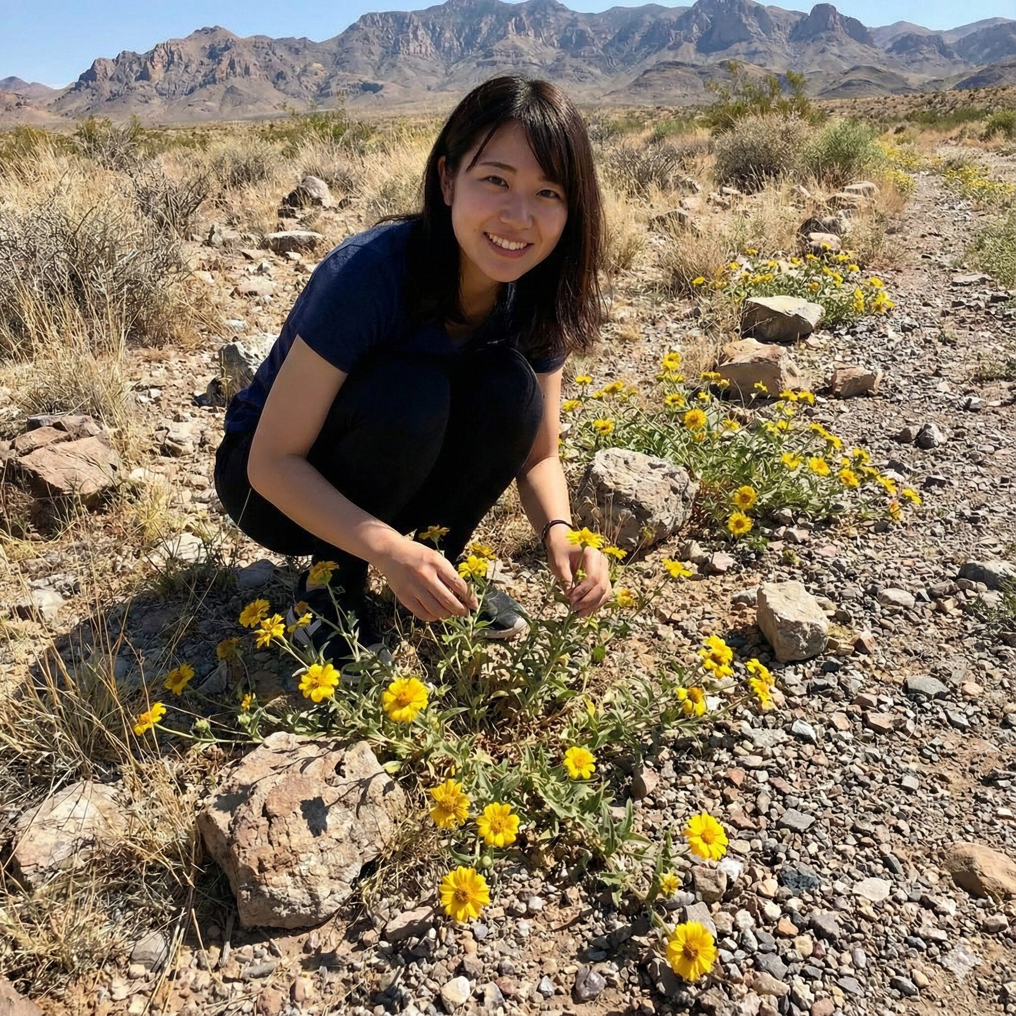 ジニア 多年草 寒さに強いが日本では希少な原種多年草「ロッキーマウンテンジニア」の自生姿