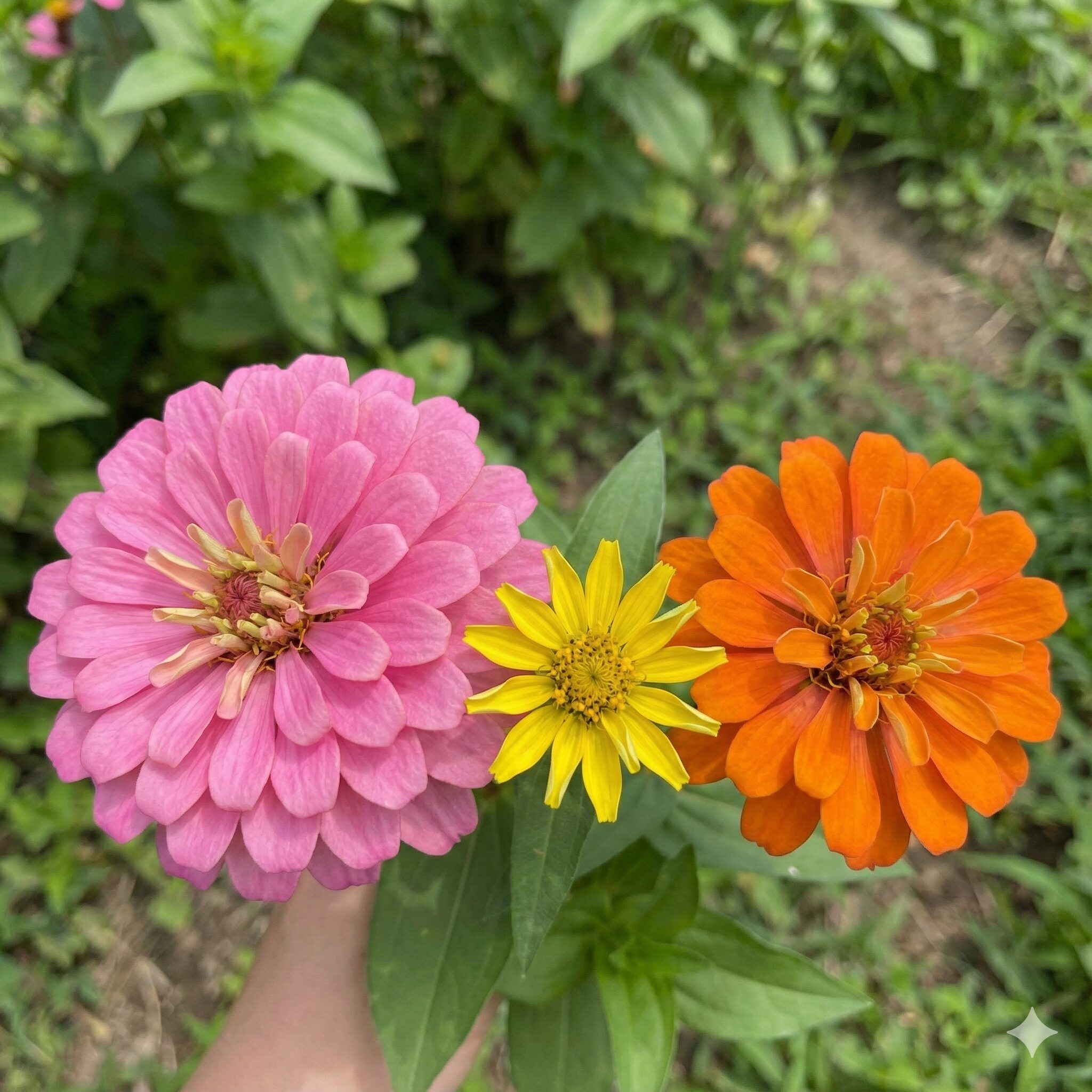 ジニア 種まき時期 ジニアの主要3品種(エレガンス系、リネアリス系、プロフュージョン系)の花の比較写真