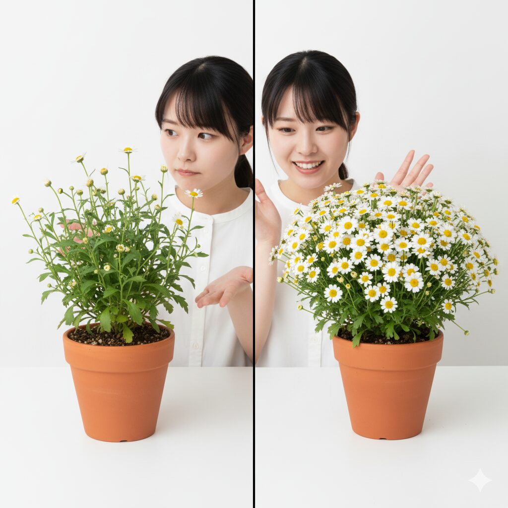 ノースポールの開花時期を示す、雪をかぶり冬越し中の白い花と株全体の様子