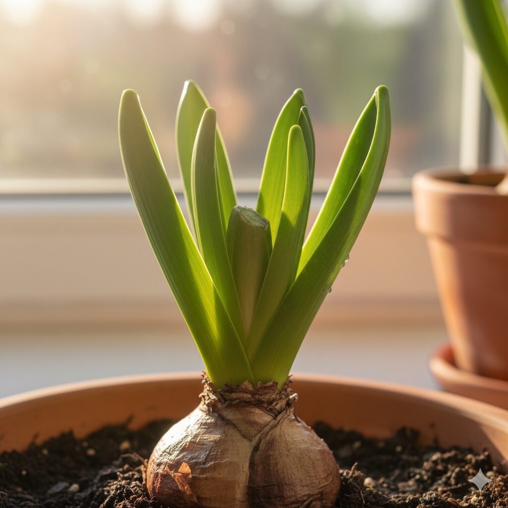 花茎が切られ、光合成のために青々とした葉だけが元気に残っているヒヤシンスの球根と、そこに差す太陽の光。