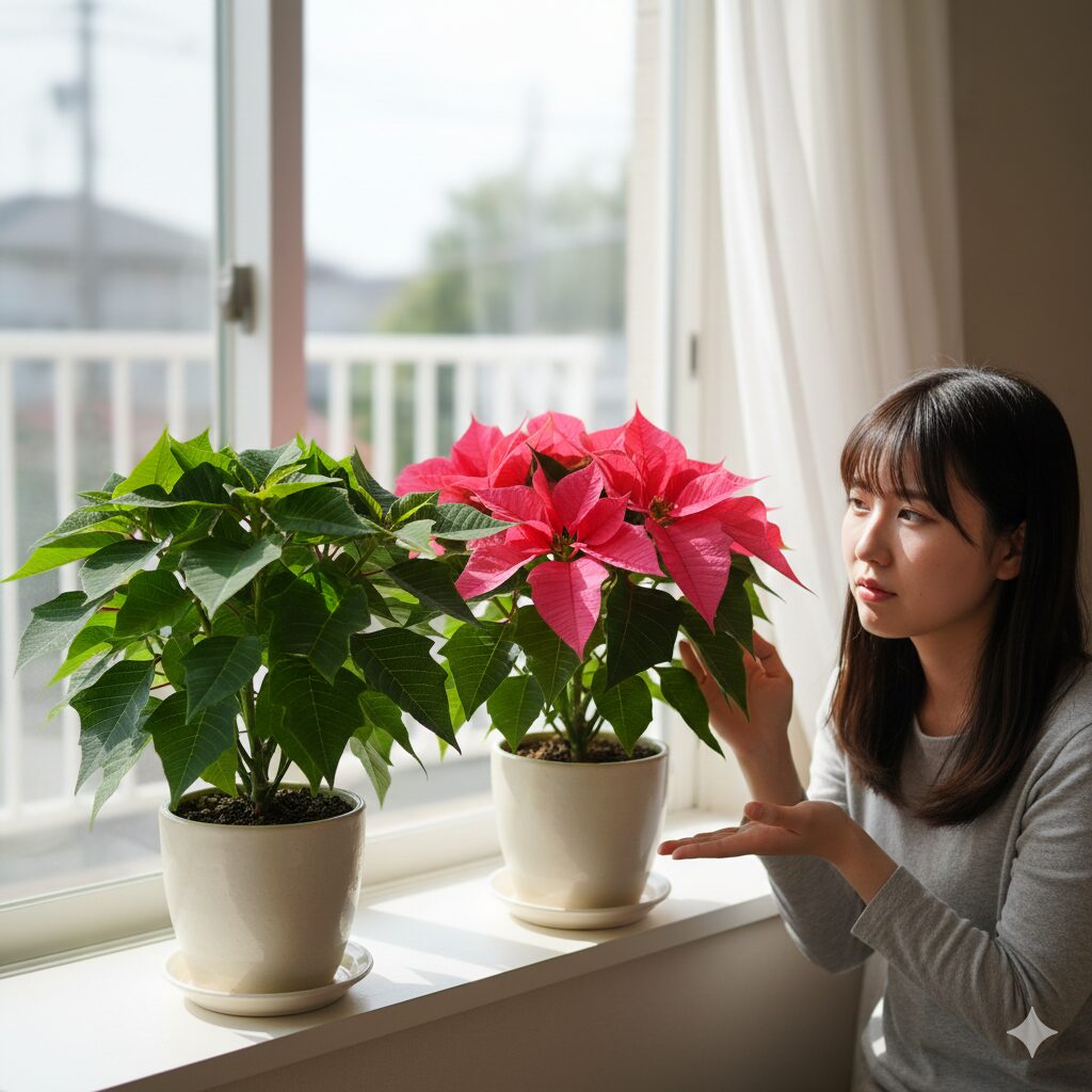 プリンセチアがピンクにならない緑の状態と鮮やかに色づいた成功例の比較写真