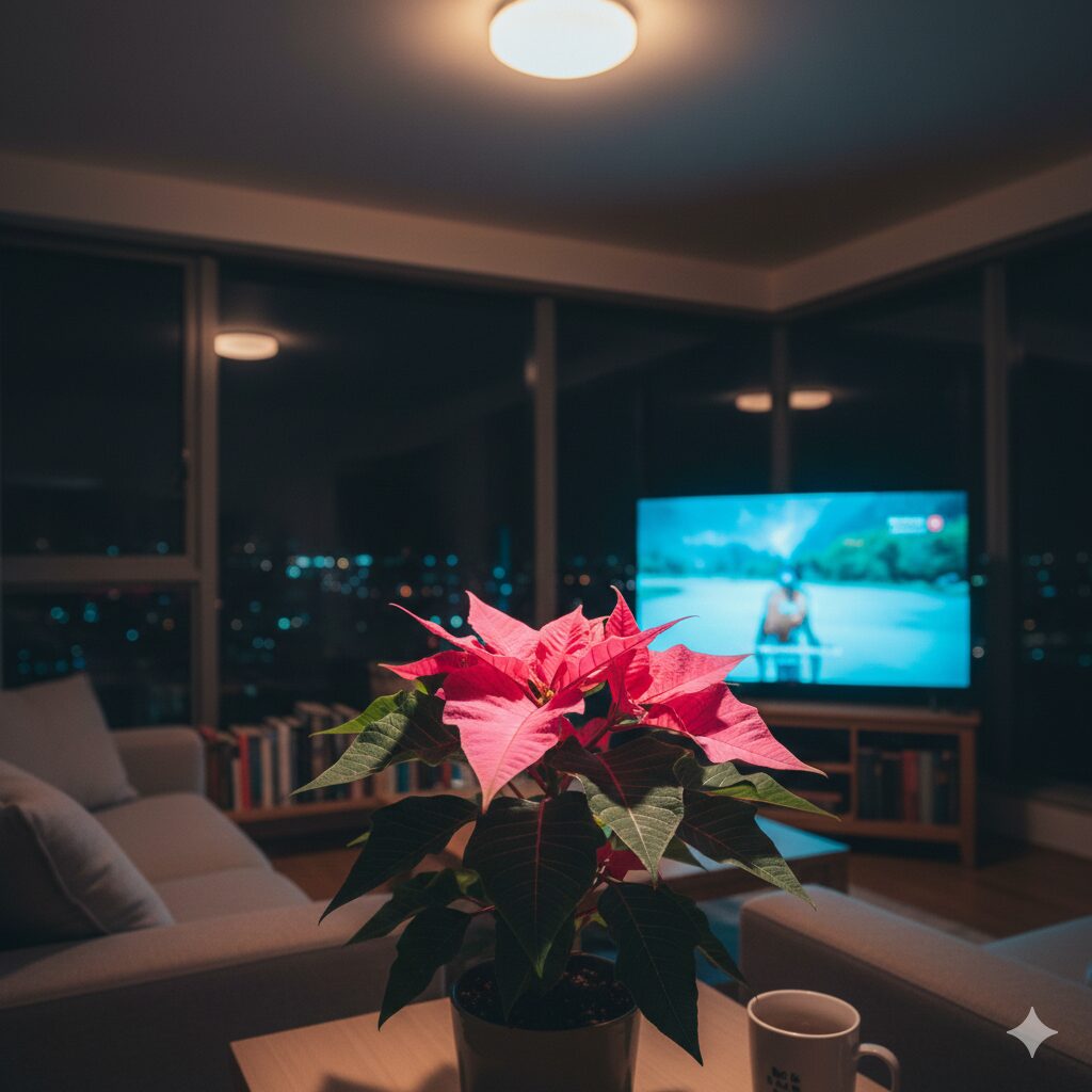 夜間の室内照明やテレビの光がプリンセチアの着色を阻害する光害のイメージ