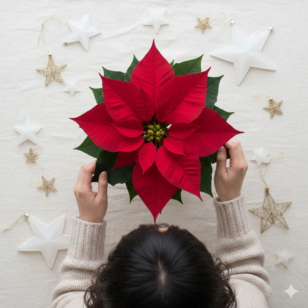 ポインセチアの苞を上から見た、スター・オブ・ベツレヘムを連想させる星形のデザイン