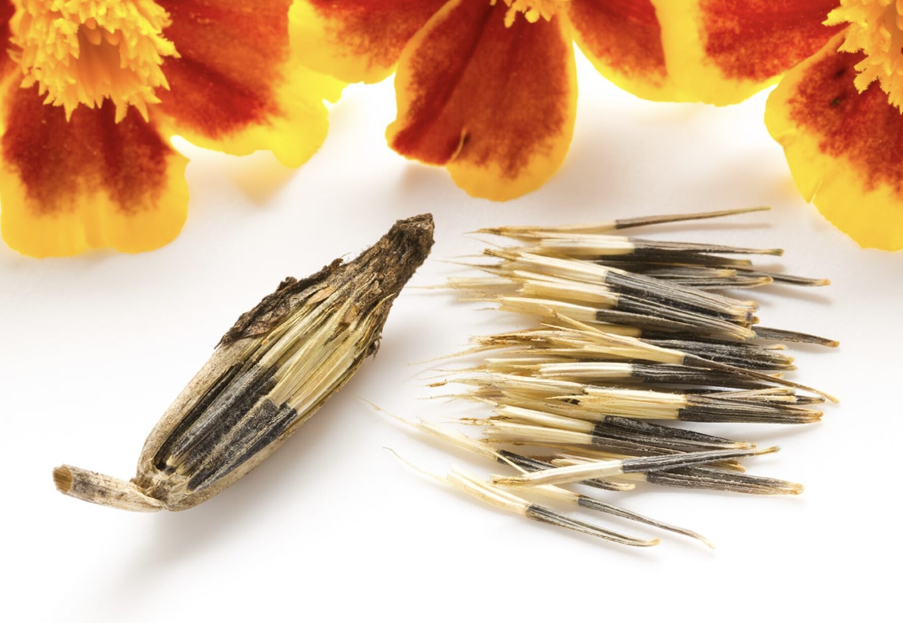 風通しの良い日陰のザルの上で広げて予備乾燥させているマリーゴールドの種