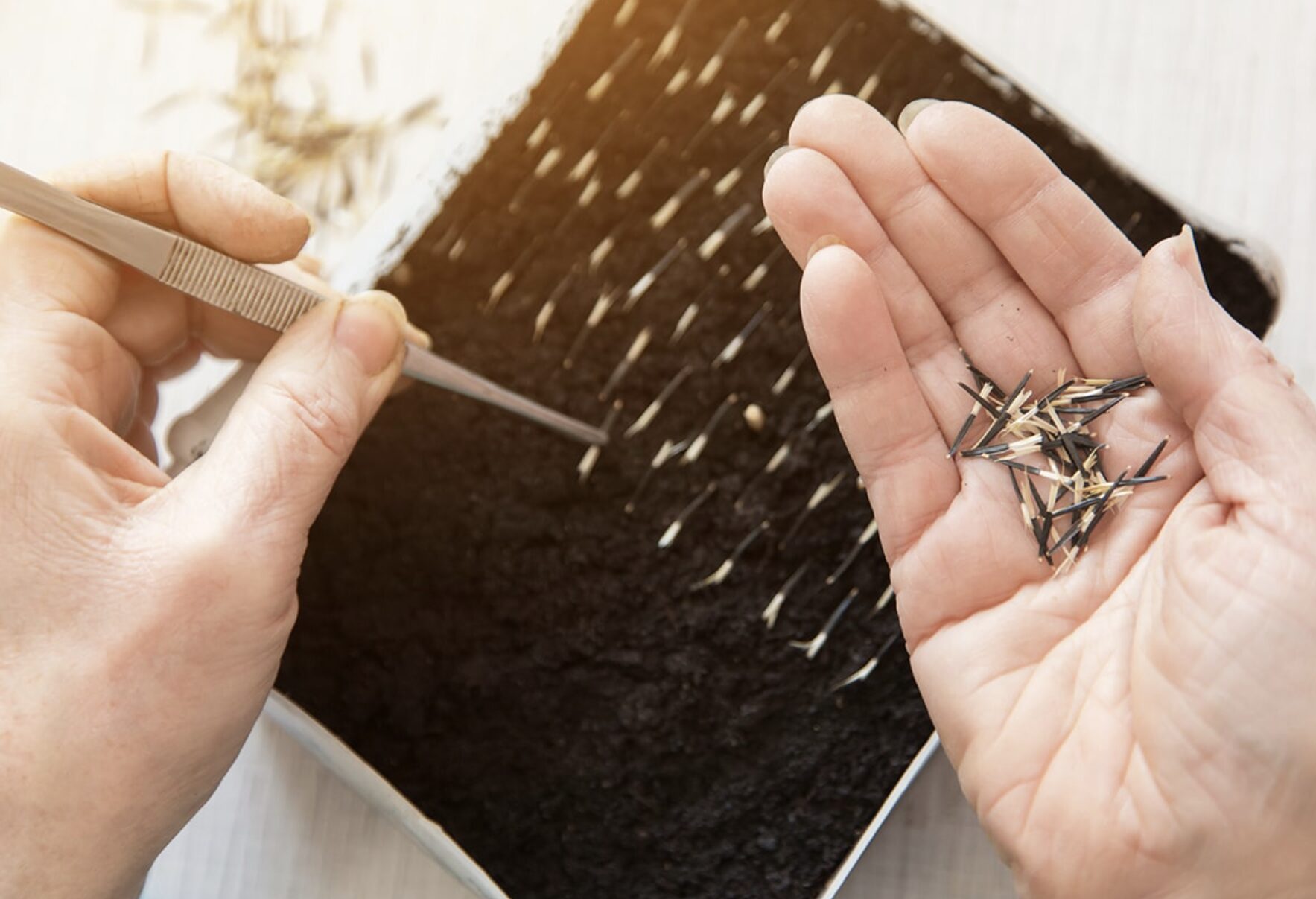 選別比較：左は黒くて太い良質なマリーゴールドの種、右は白くて薄い不良な種