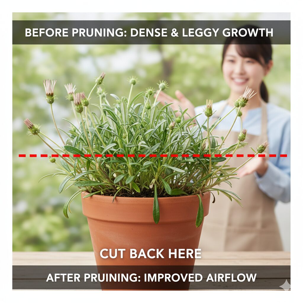 ガザニア 切り戻し方法　ガザニアの蒸れ・徒長対策における「1/2〜2/3ルール」の図解。草丈の半分から2/3を切り戻す、機能的な健康回復を目的とした剪定の深さを示す。