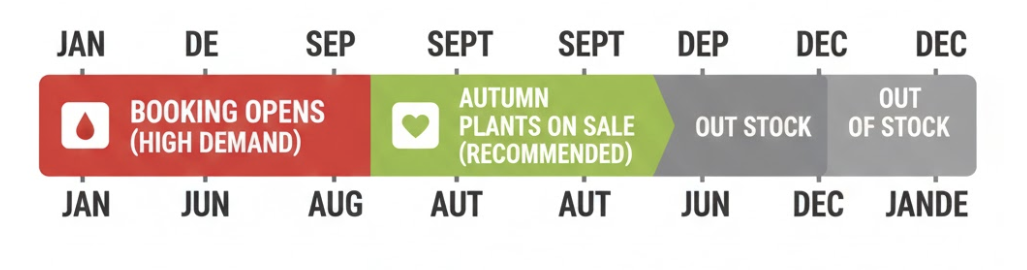 クレマチス 流星 販売時期　クレマチス流星の年間販売スケジュール表、2月の予約と9月の秋苗販売時期