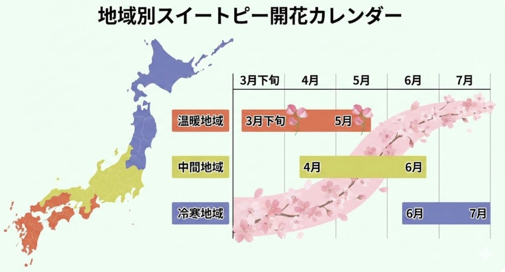 スイートピー 開花時期1　日本の暖地・中間地・寒冷地におけるスイートピーの開花時期を示した地域別カレンダーの図解。