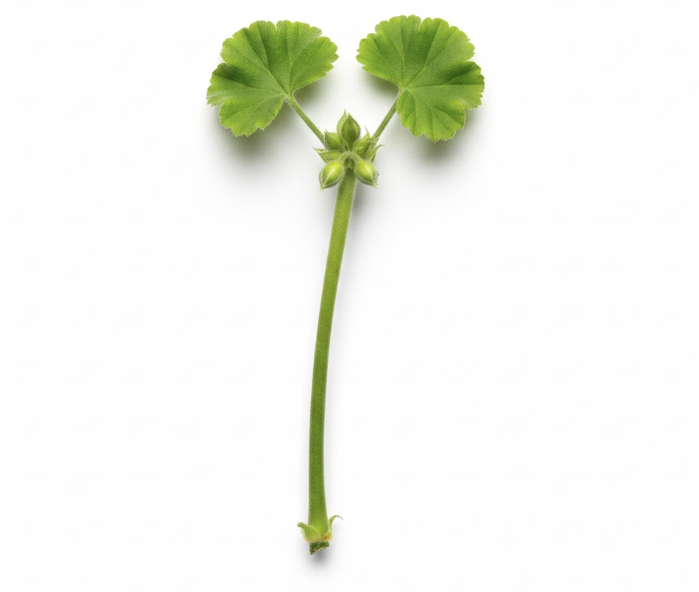 ゼラニウム 挿し木の仕方4 下葉と花芽を取り除き、葉の枚数を調整して完成したゼラニウムの挿し穂(さしほ)