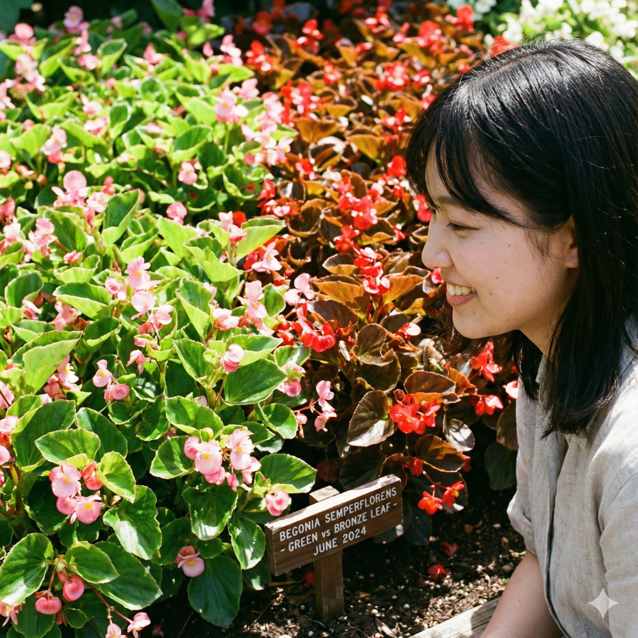 ベゴニア育て方初心者2　センパフローレンスの緑葉種と銅葉種の違いと比較