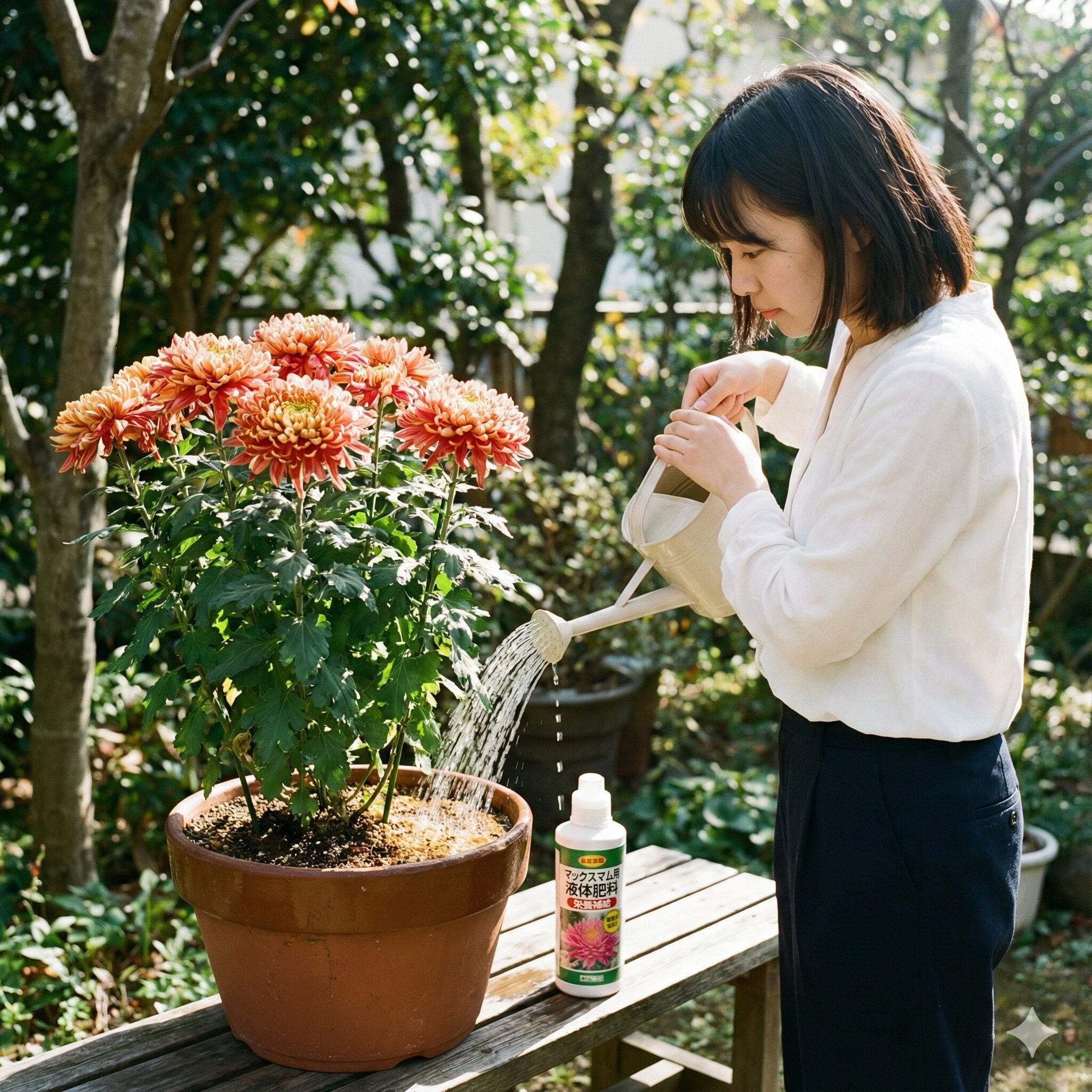 マックスマム 多年草10　成長期のマックスマムに液体肥料で追肥（水やり）をする様子