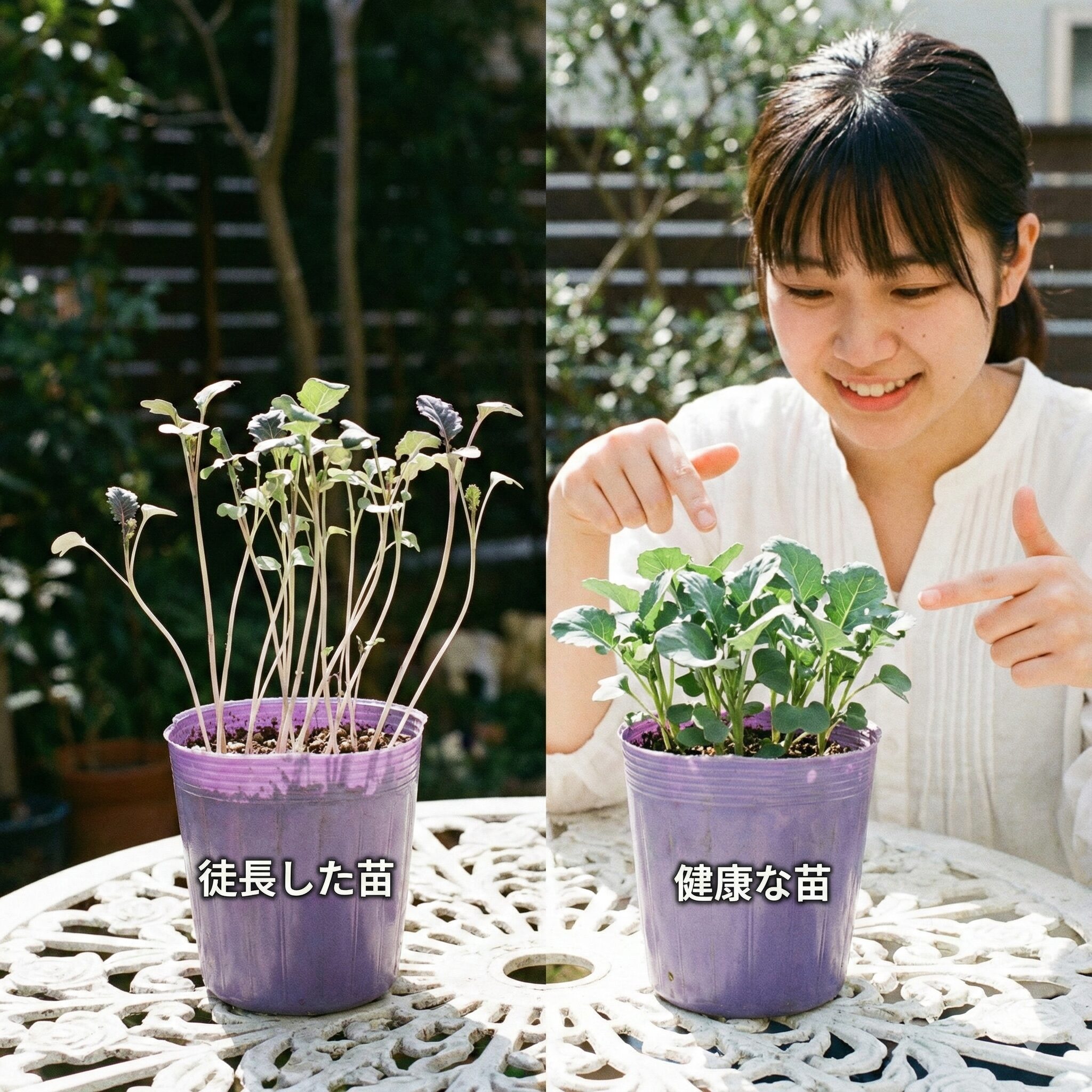 紫花菜 種まき7　日照不足で徒長した紫花菜の苗と健康な苗の比較