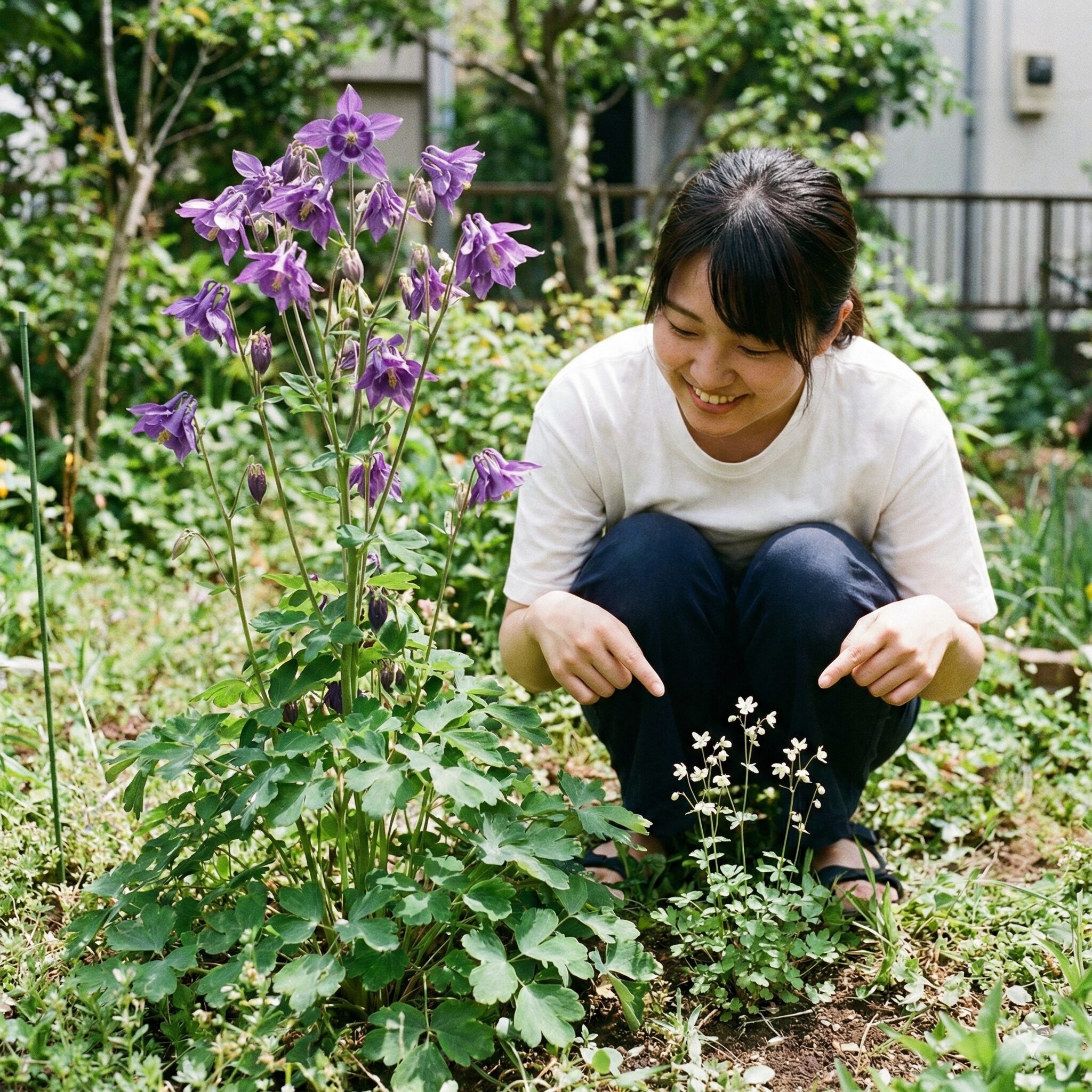 オダマキに似た花3　オダマキの花にある長い「距（きょ）」と、ヒメウズの花には距がない構造の違いを示す比較写真。