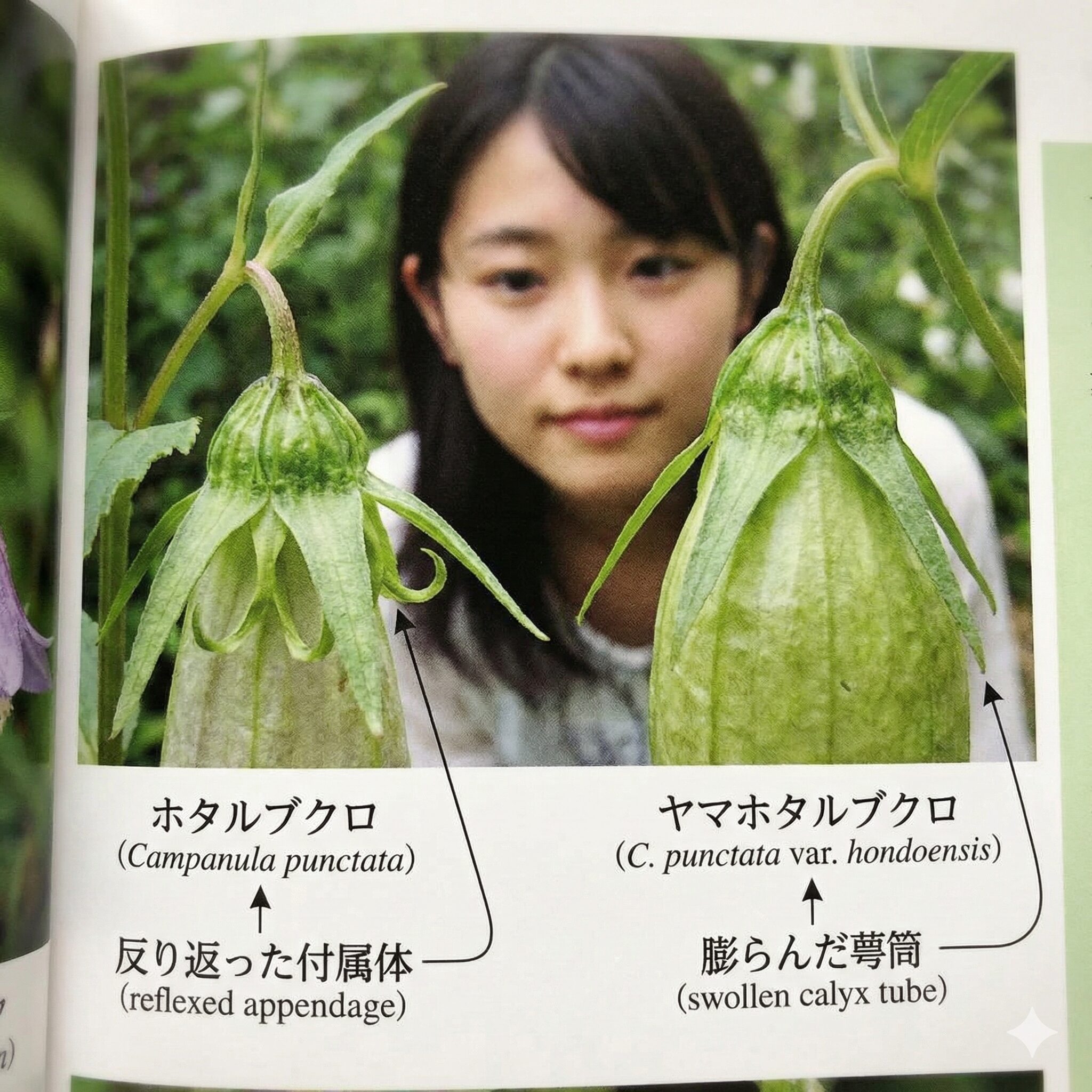 カンパニュラ に似た花3　ホタルブクロとヤマホタルブクロの萼（がく）の比較写真。左側のホタルブクロには反り返った付属体があり、右側のヤマホタルブクロにはないことが示されている。