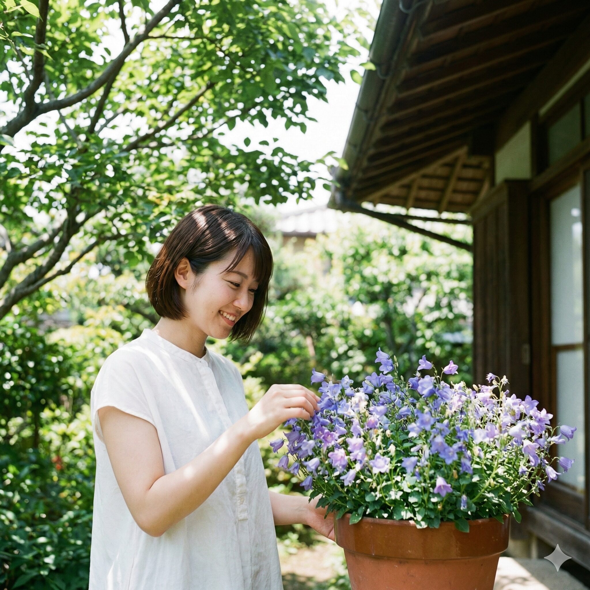 カンパニュラ メリーベル 育て方3　夏の暑さと直射日光を避けるため、風通しの良い明るい半日陰に置かれたカンパニュラ・メリーベルの鉢