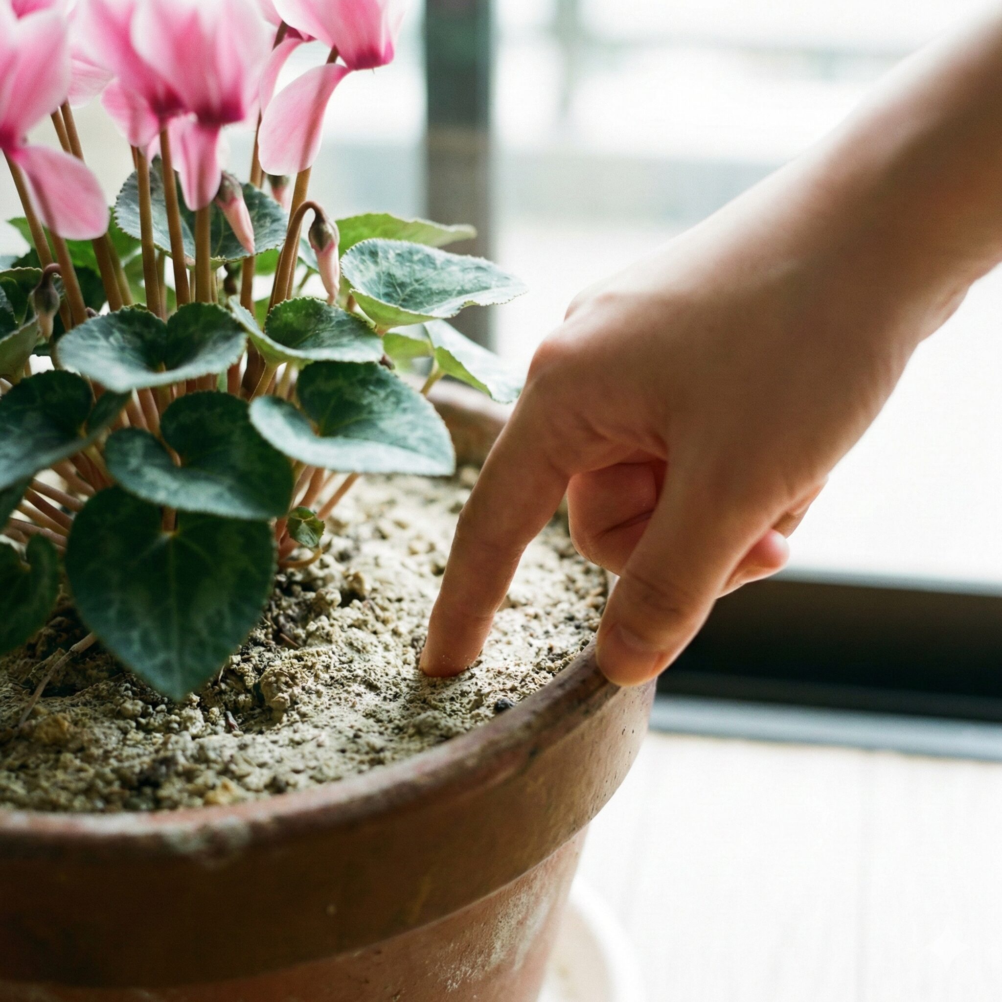 シクラメン 夏越し 室内5　シクラメンの水やりタイミングの確認。指を土に差し込み、内部の乾燥具合を直接触って確かめている様子。