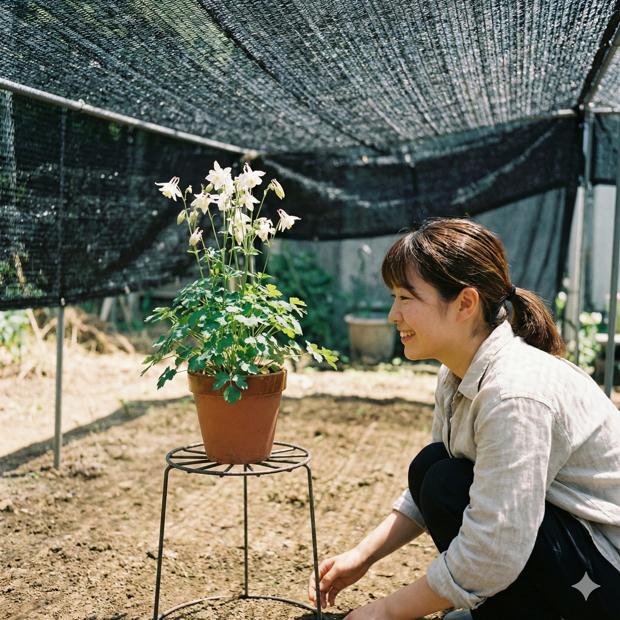 姫 オダマキ 育て 方4　夏の強い日差しから姫オダマキを守るため、遮光ネットの下で管理されている様子