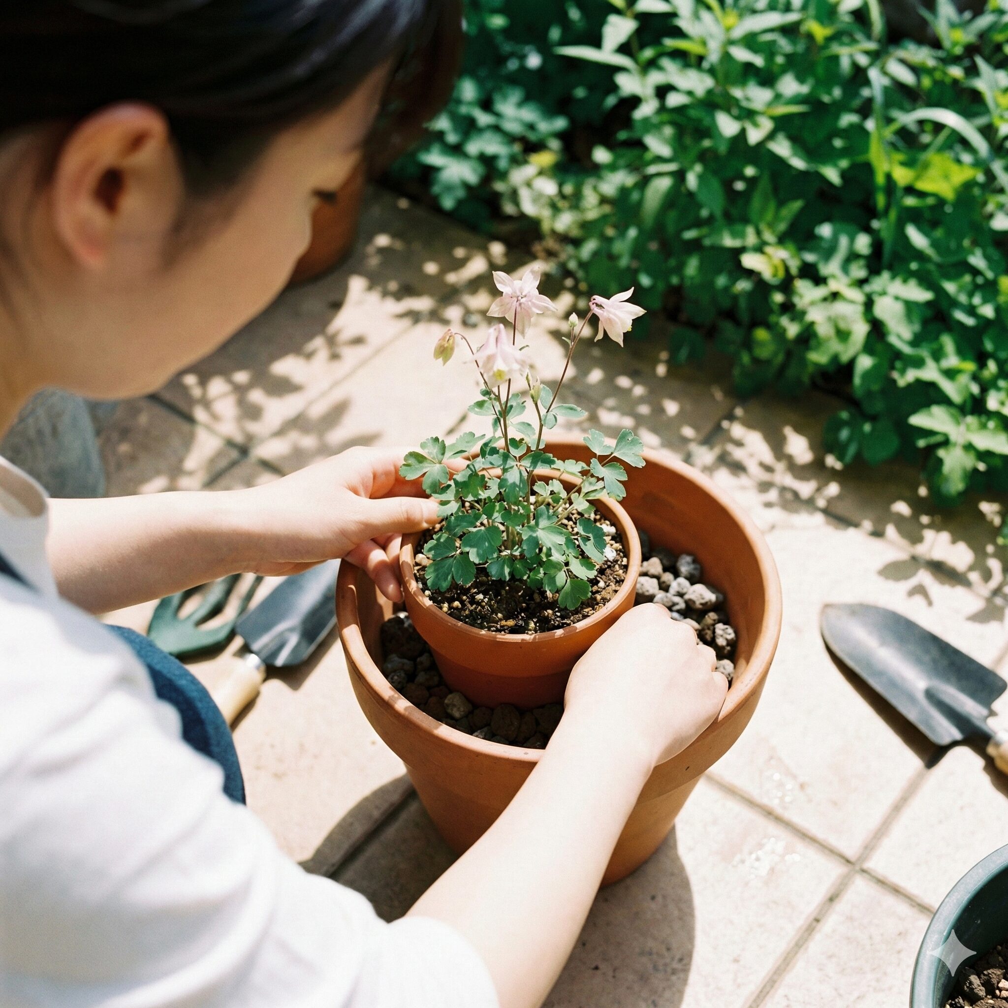 姫 オダマキ 育て 方6　姫オダマキの夏越し対策として、鉢の隙間に軽石を詰めて地温上昇を防ぐ二重鉢の様子