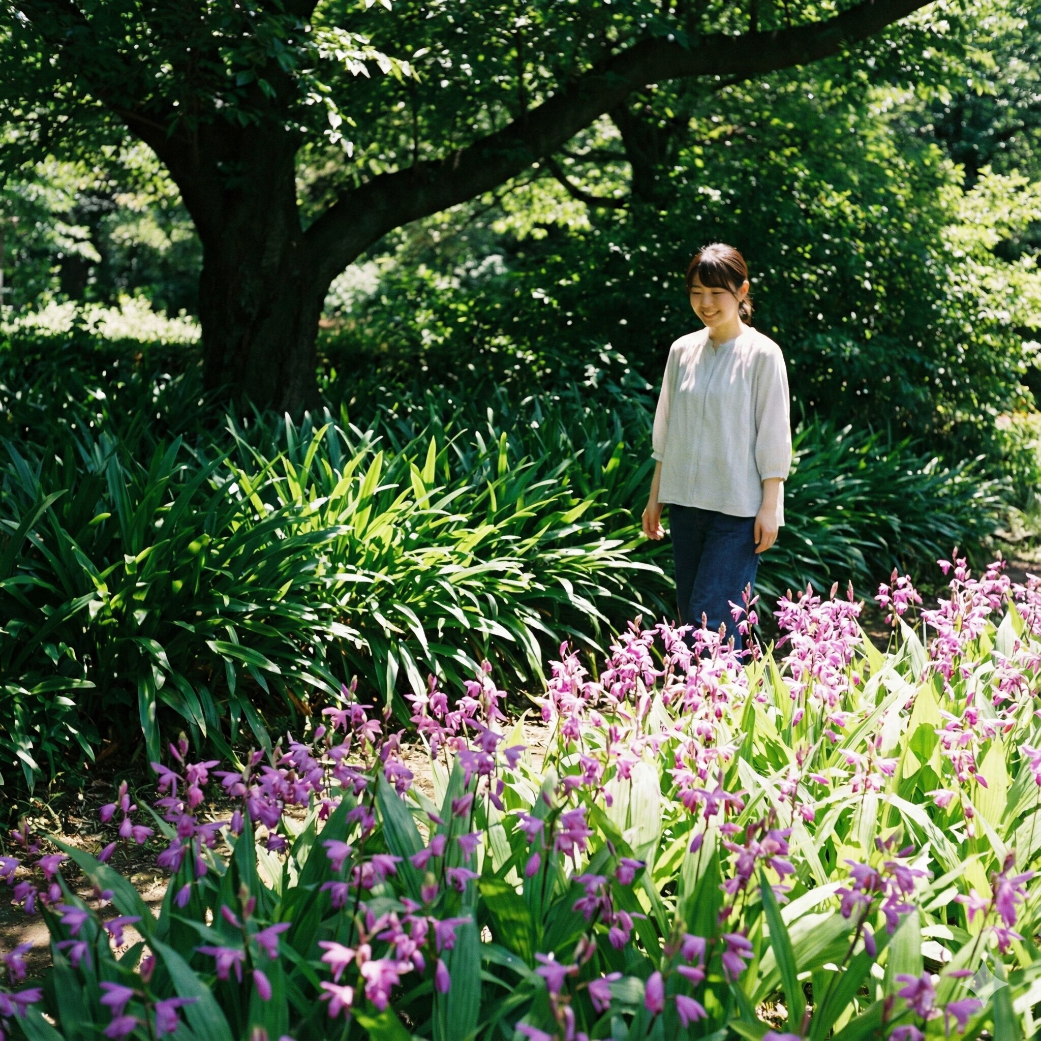 紫蘭に似た花10　日向に植えられた紫蘭と日陰に植えられたヤブランの庭での植栽例