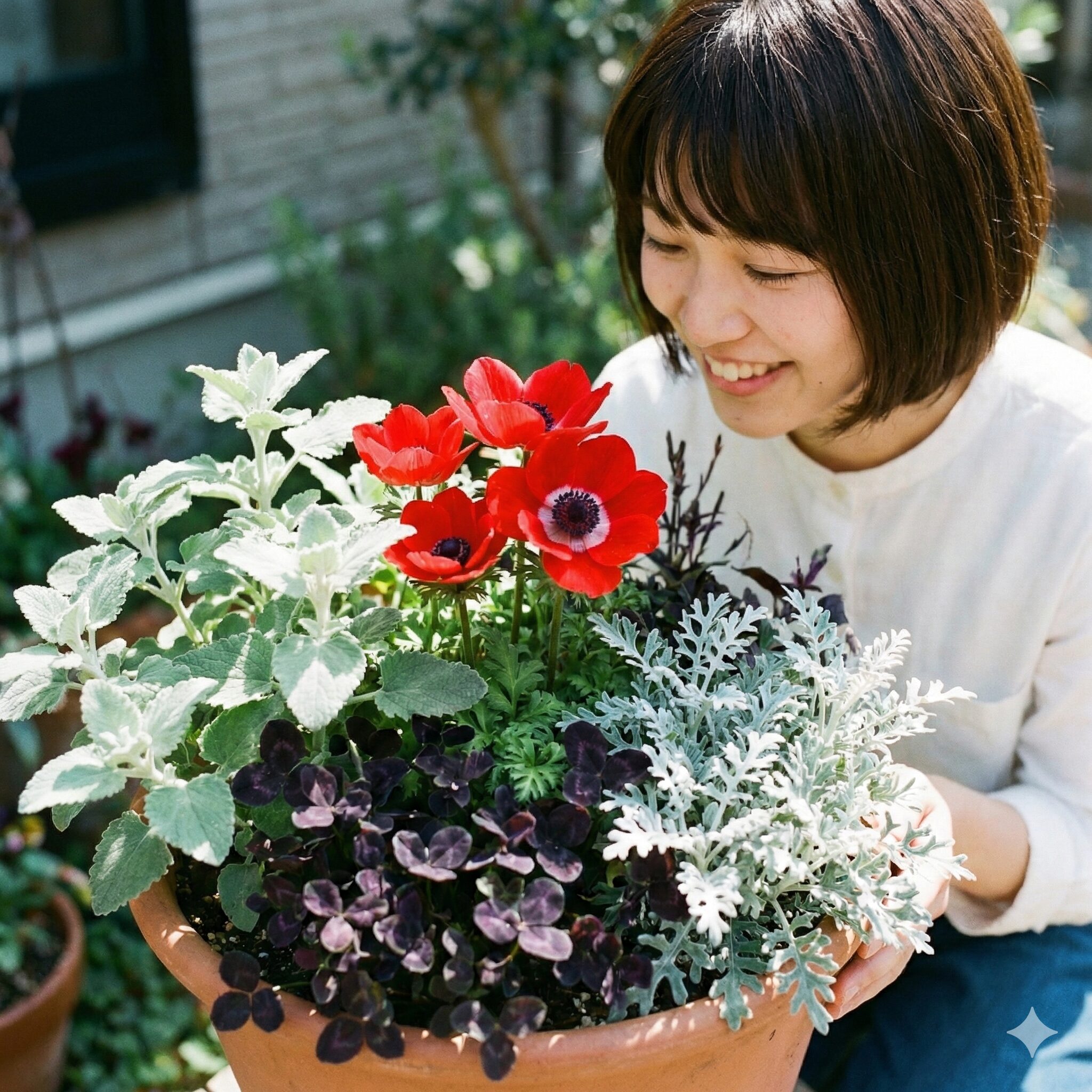 アネモネ寄せ植え 相性9　アネモネの寄せ植えを引き立てる、シルバーリーフ（バロータ）やブラッククローバーなど、質感の異なるリーフプランツの組み合わせ写真。