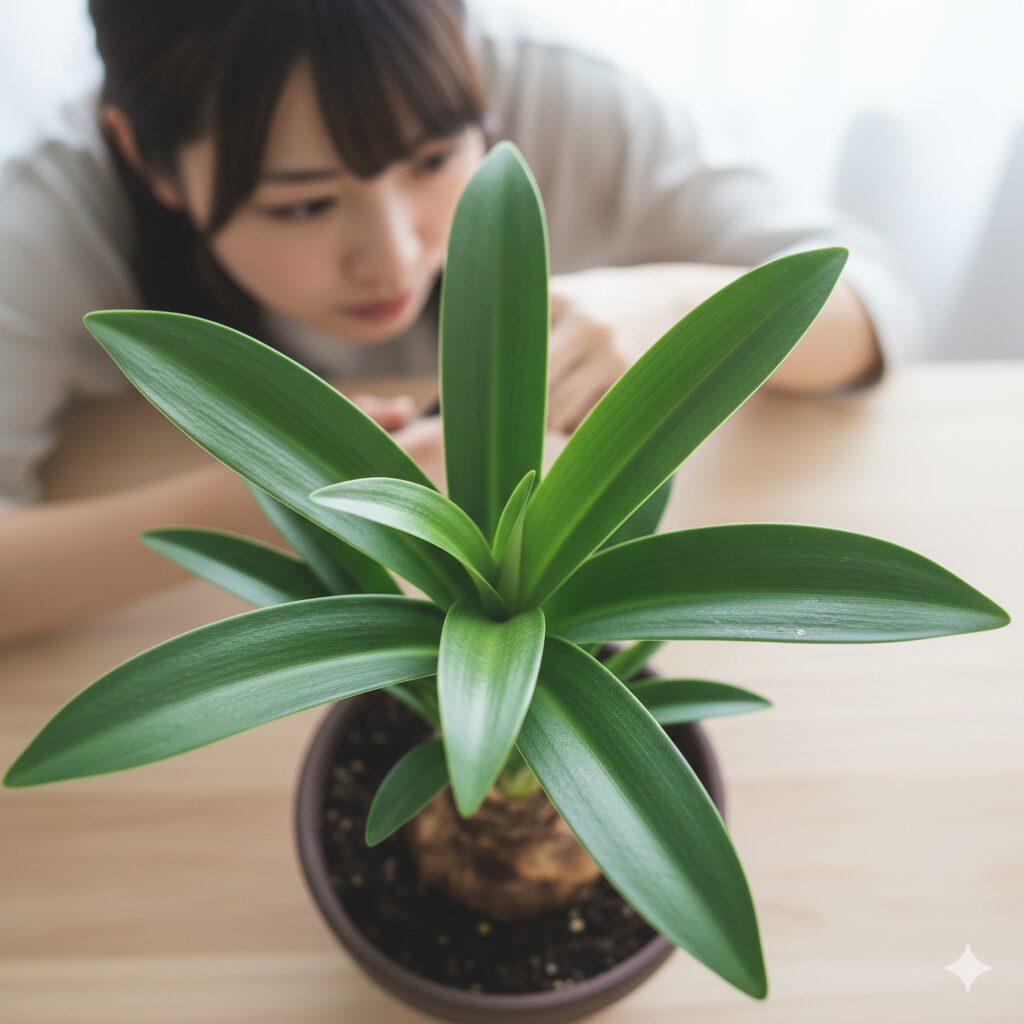 アマリリス 花が咲かない2　開花に必要なエネルギーを蓄えた、健康な葉が8枚以上展開しているアマリリスの株