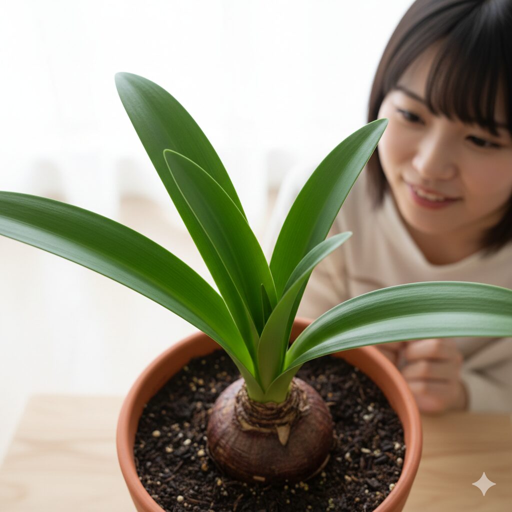 アマリリス 開花時期6　アマリリスの葉の展開と花芽形成の関係。開花時期を決める葉の枚数。