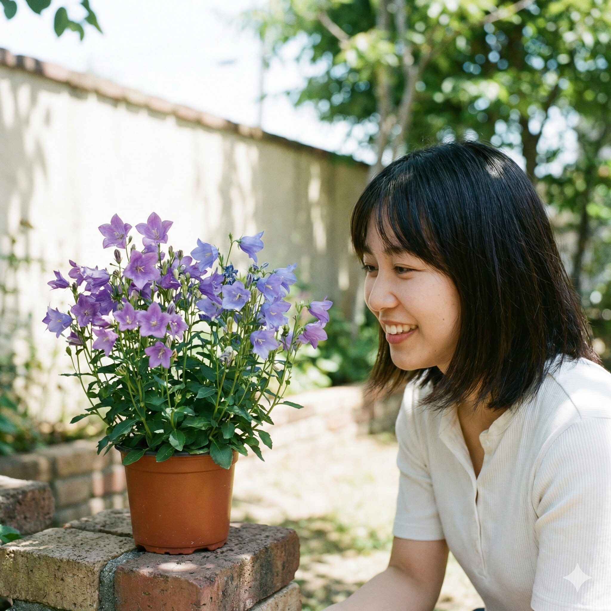 カンパニュラ 挿し木10　夏の高温多湿を避けるために風通しの良い半日陰で管理されるカンパニュラ