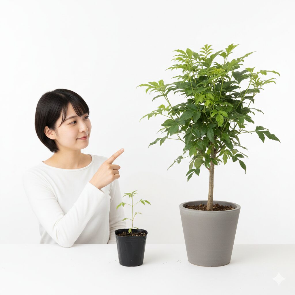 クレマチス 苗 出回る 時期5 クレマチスの1年生苗(左)と充実した2年生苗(右)のサイズ比較