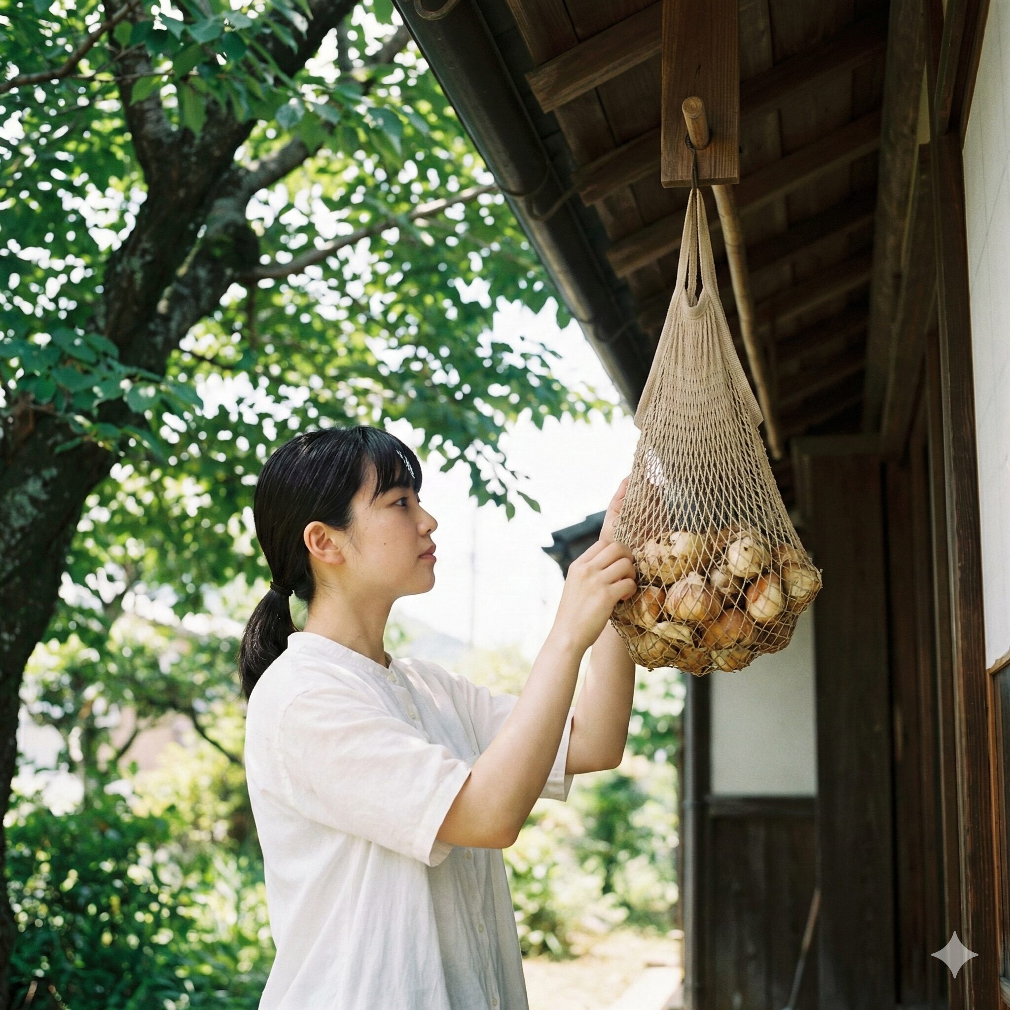チューリップの植え方 プランター10　掘り上げたチューリップの球根をネットに入れて風通しの良い日陰で保存する様子