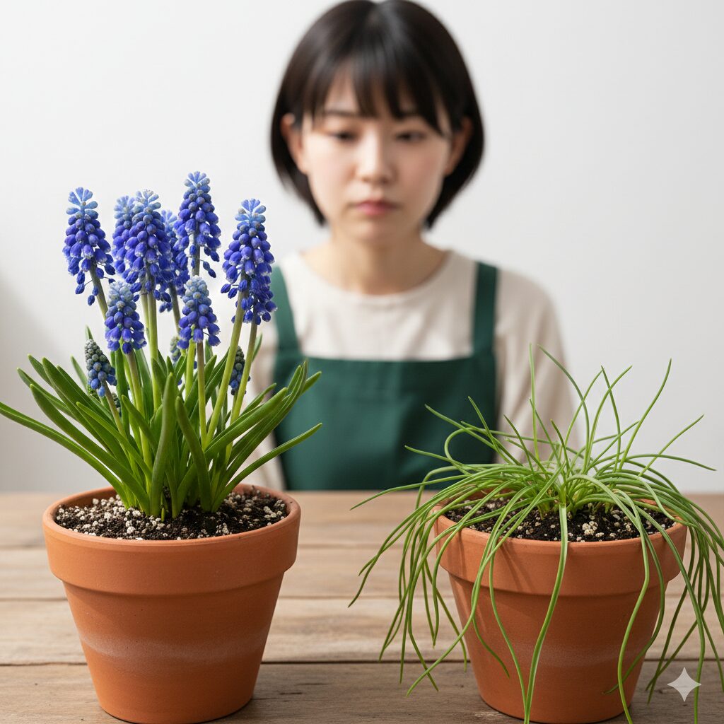ムスカリ 葉っぱだけ2　正常に開花したムスカリ（左）と、葉ばかりが伸びて花が咲かないムスカリ（右）の比較写真。