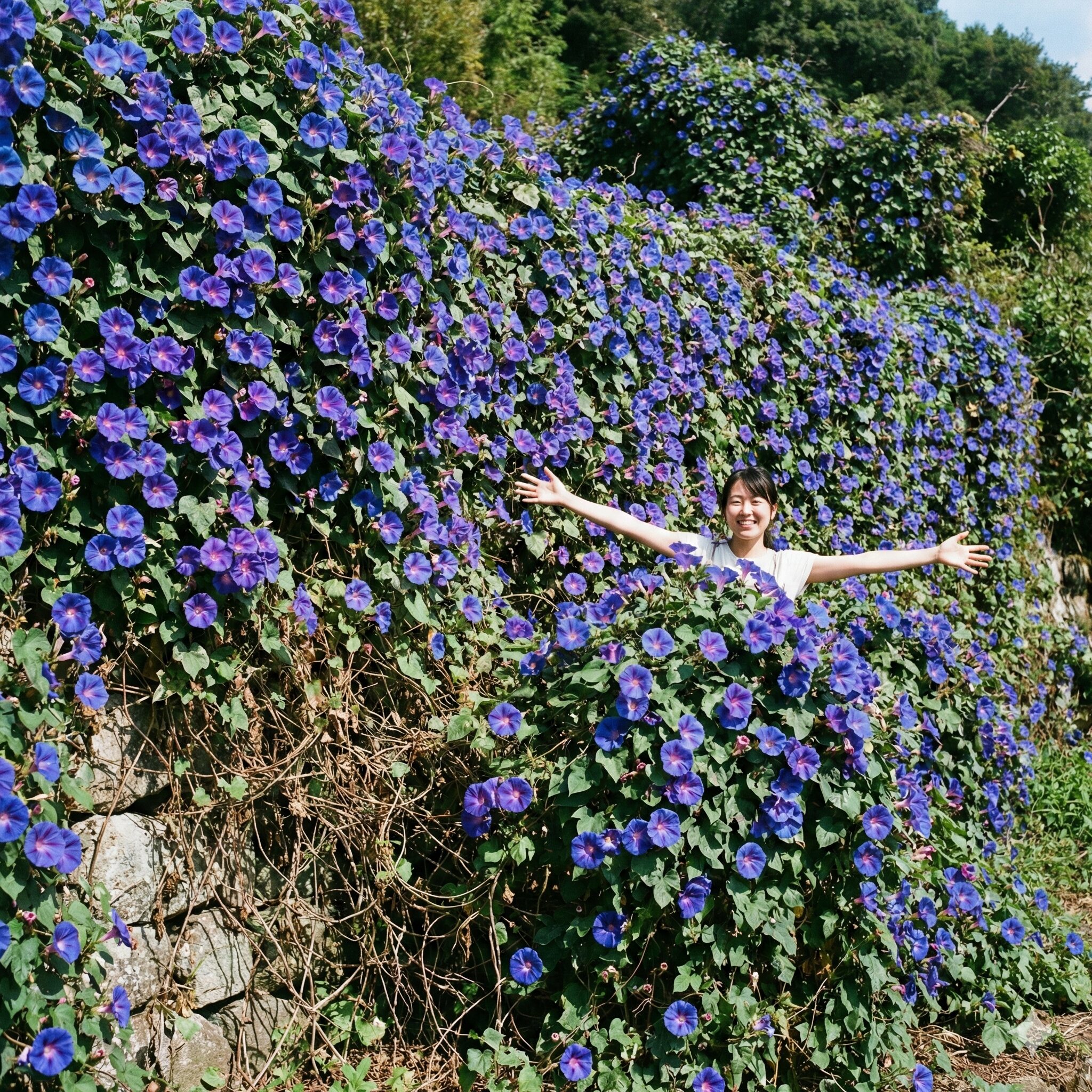 朝顔タネができない3　壁一面に咲き誇る不稔性の琉球朝顔（オーシャンブルー）の景観