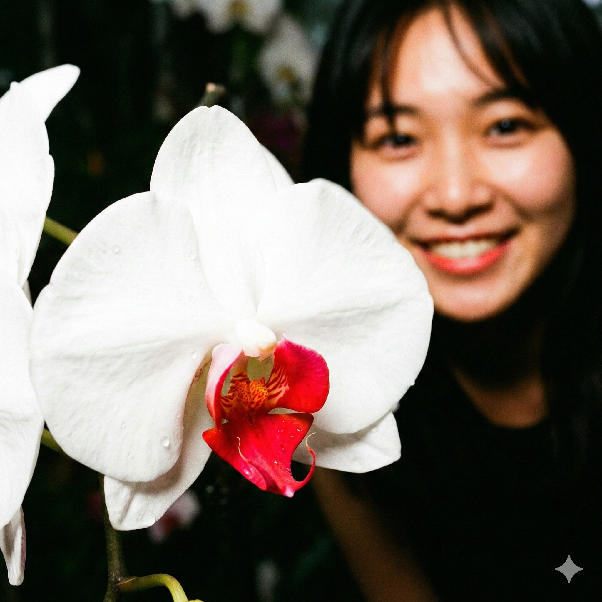 胡蝶蘭花言葉7　紅白の縁起が良い配色が特徴の赤リップ胡蝶蘭（白い花びらと赤い中心部）