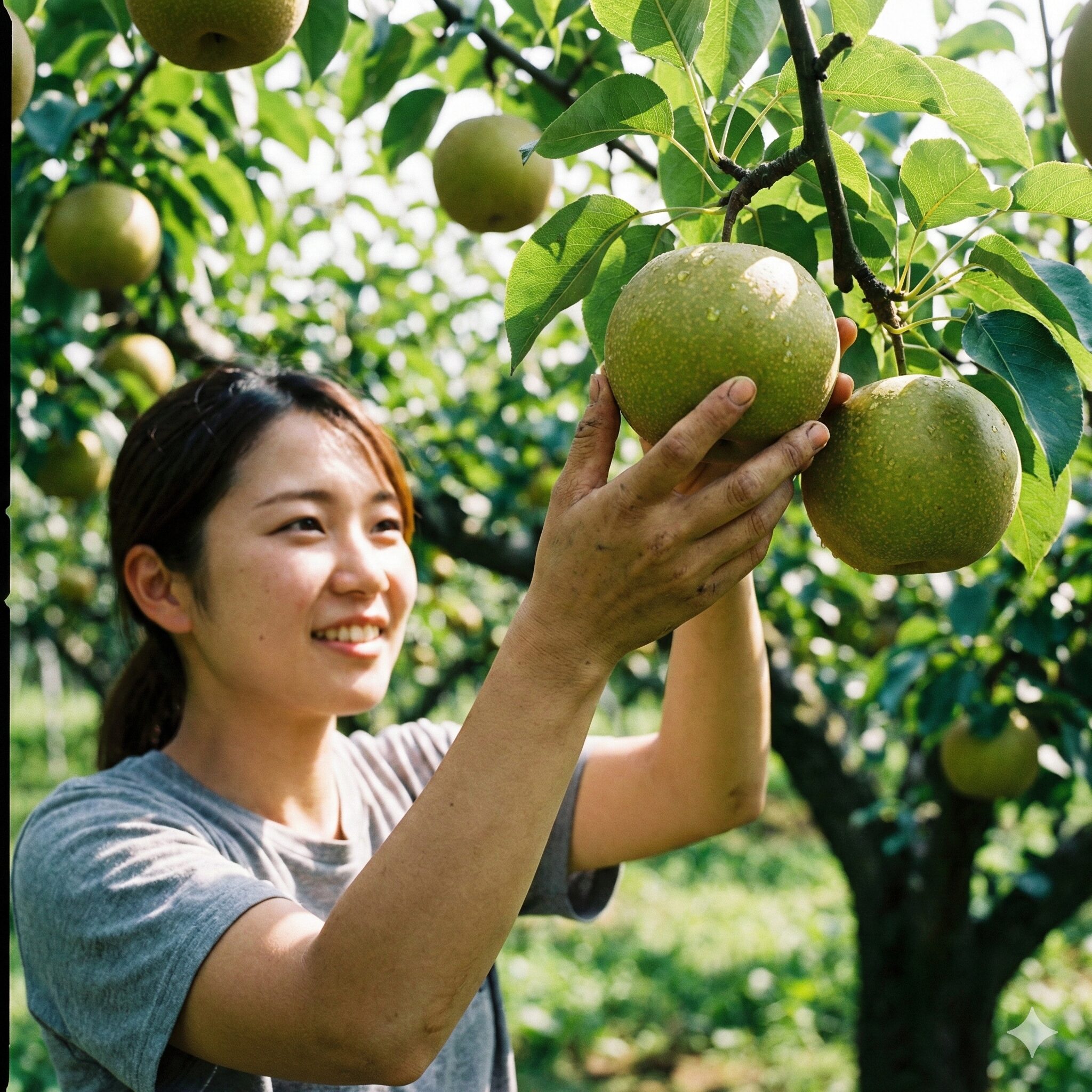 蒼月草 ネモフィラ 違い4 農研機構によって育成された、美しい緑色の果皮が特徴のニホンナシ品種「蒼月」