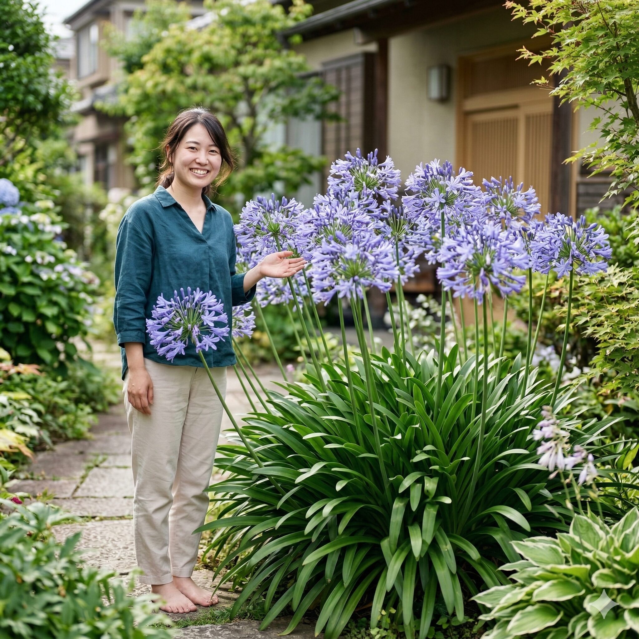 アリウムに似た花 紫5　初夏の庭や街角で鮮やかな紫色の花を放射状に咲かせる丈夫なアガパンサスの大株