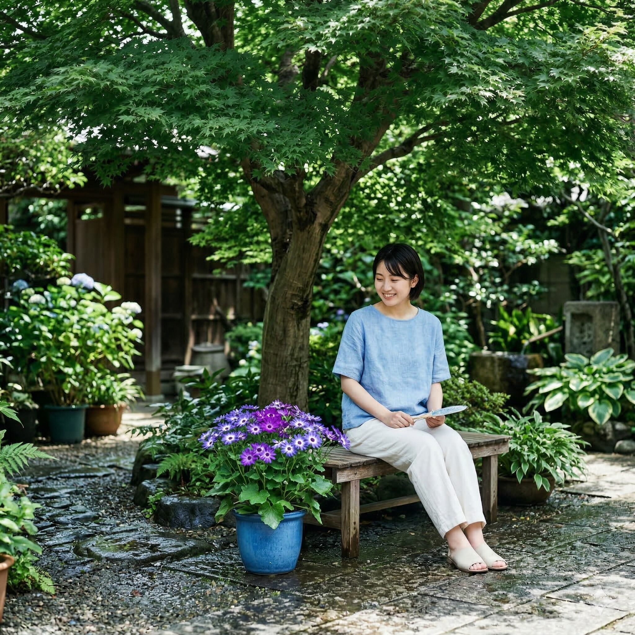 サイネリア セネッティ 違い9　夏の暑さを避けて風通しの良い落葉樹の木陰で管理されるセネッティ