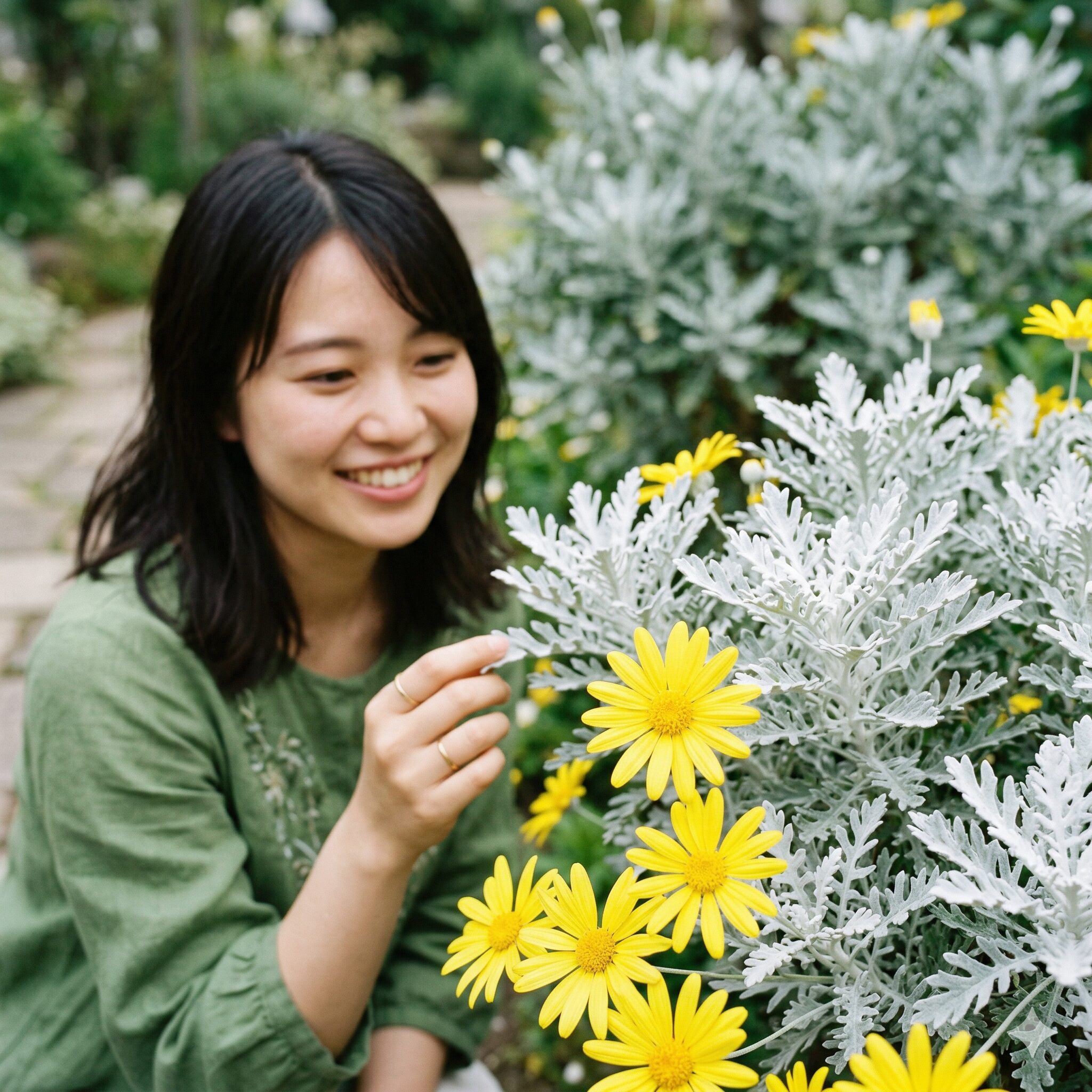 デージー と マーガレット の 違い7　銀白色の葉と黄色い花のコントラストが特徴的なユリオプスデージー
