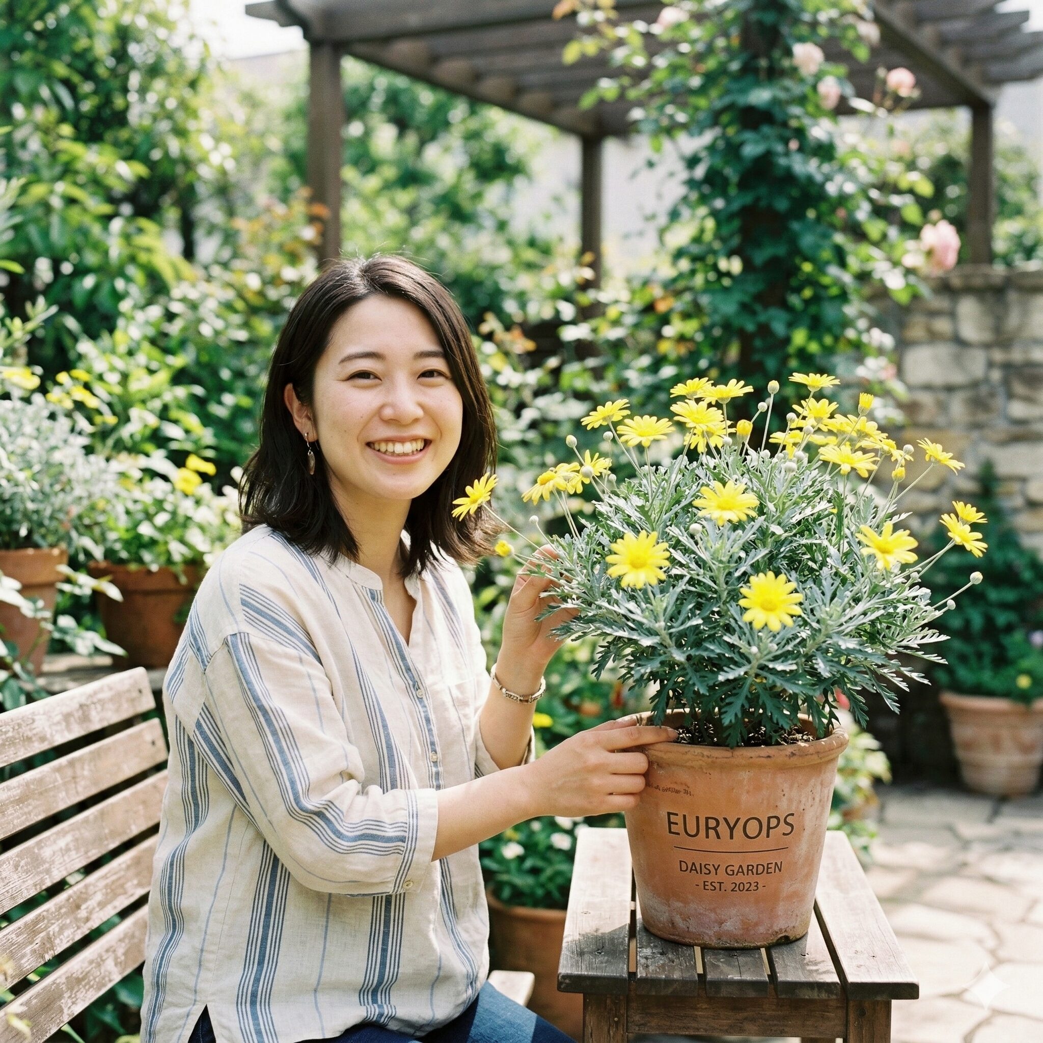 ユリオプスデージー 葉が枯れる1　満開の黄色い花を咲かせた健康なユリオプスデージーの鉢植え