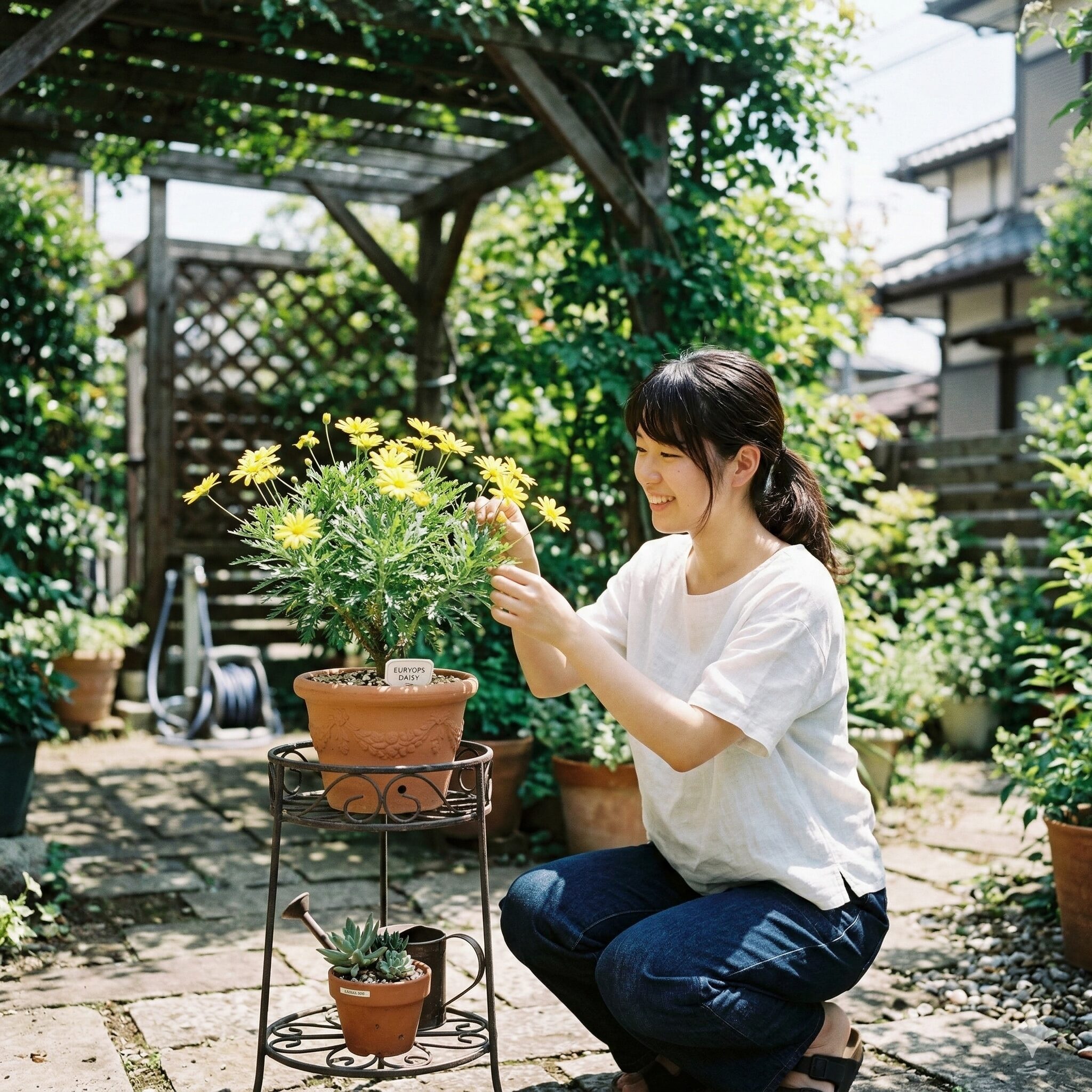 ユリオプスデージー 葉が枯れる8　夏の暑さを防ぐために半日陰とスタンドで管理されるユリオプスデージー