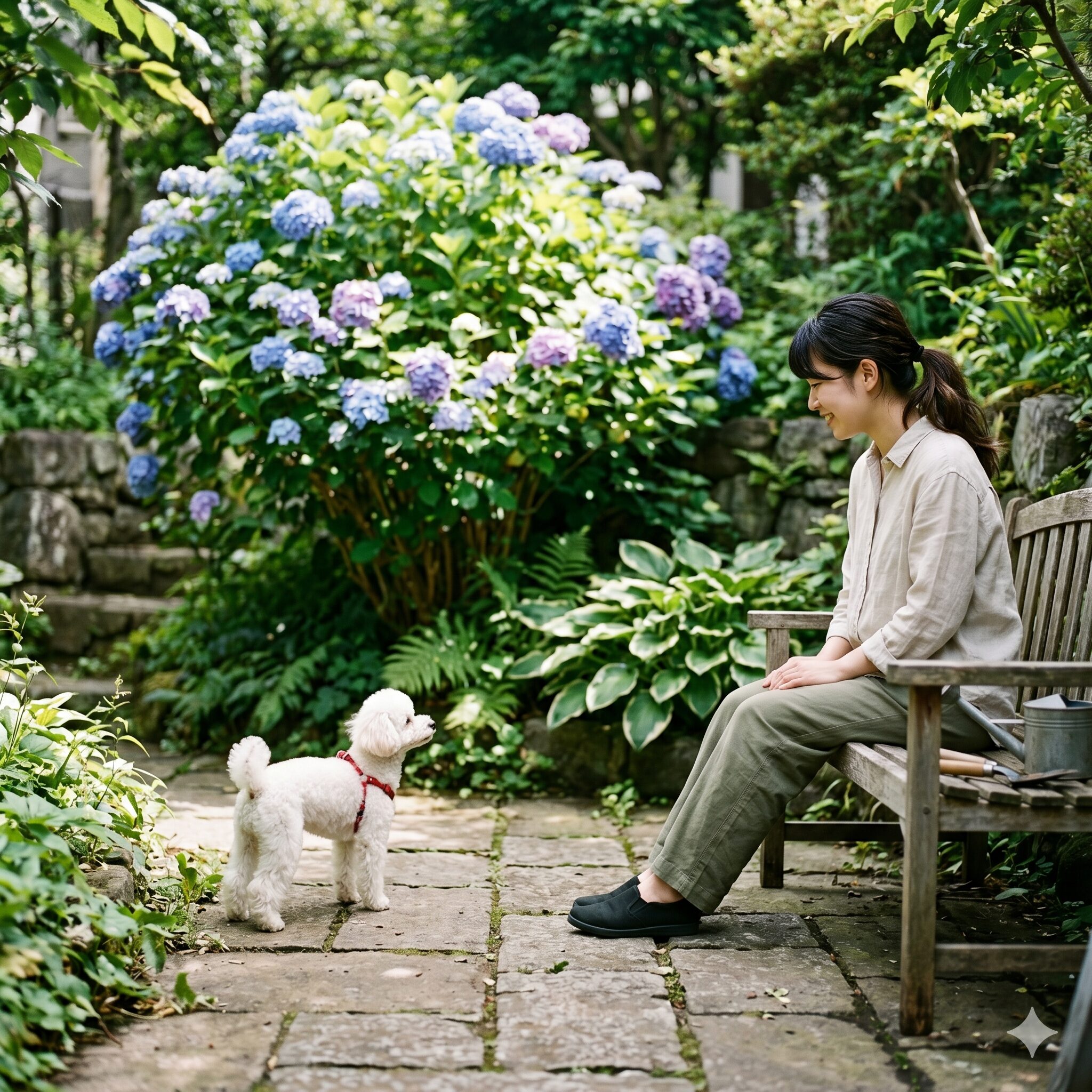 アジサイ 庭に植えてはいけない4　アジサイの近くにいる愛犬。ペットが葉を誤食しないよう注意が必要な毒性のリスク。