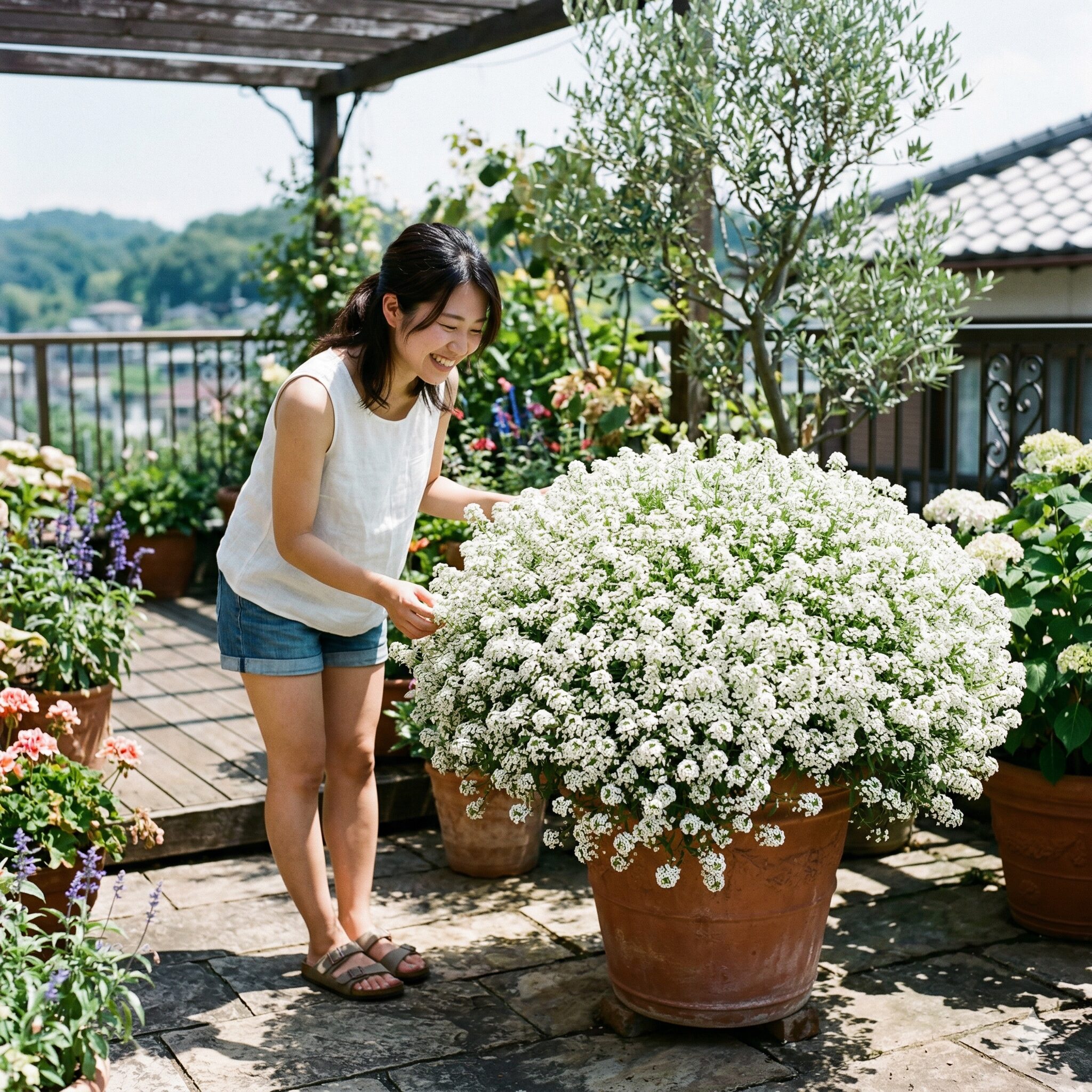 スイートアリッサム 似た花3　夏の暑さに負けず大型コンテナで満開に咲き誇るスーパーアリッサム。