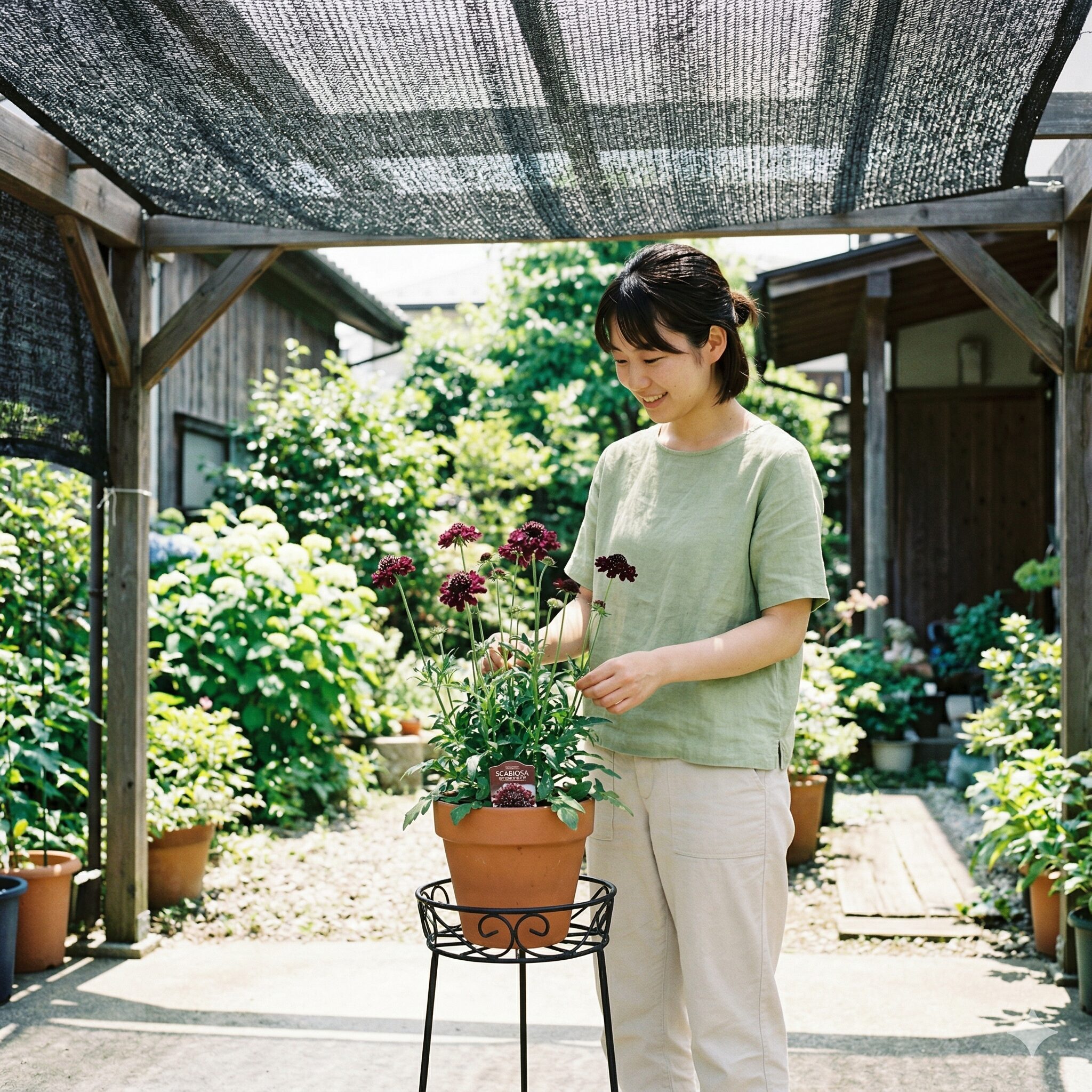 スカビオサ ボルドー5　夏の高温多湿から守るために遮光ネットとスタンドで対策したスカビオサ ボルドー