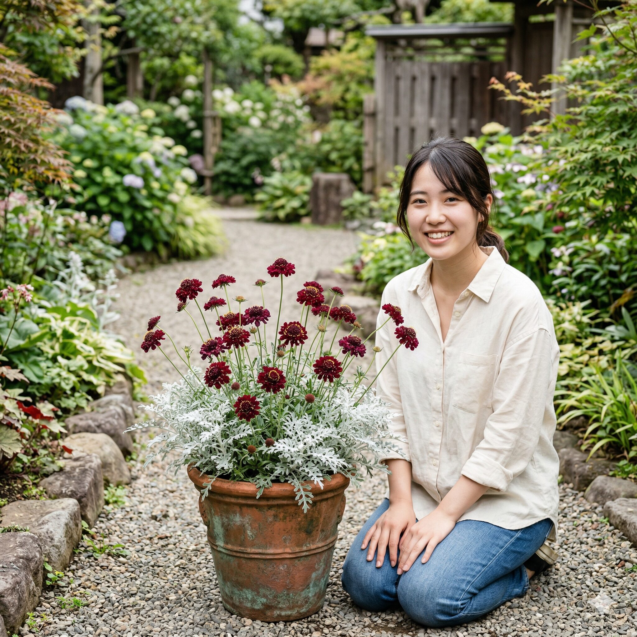 スカビオサ ボルドー8　シルバーリーフとスカビオサ ボルドーを組み合わせた洗練された寄せ植えデザイン