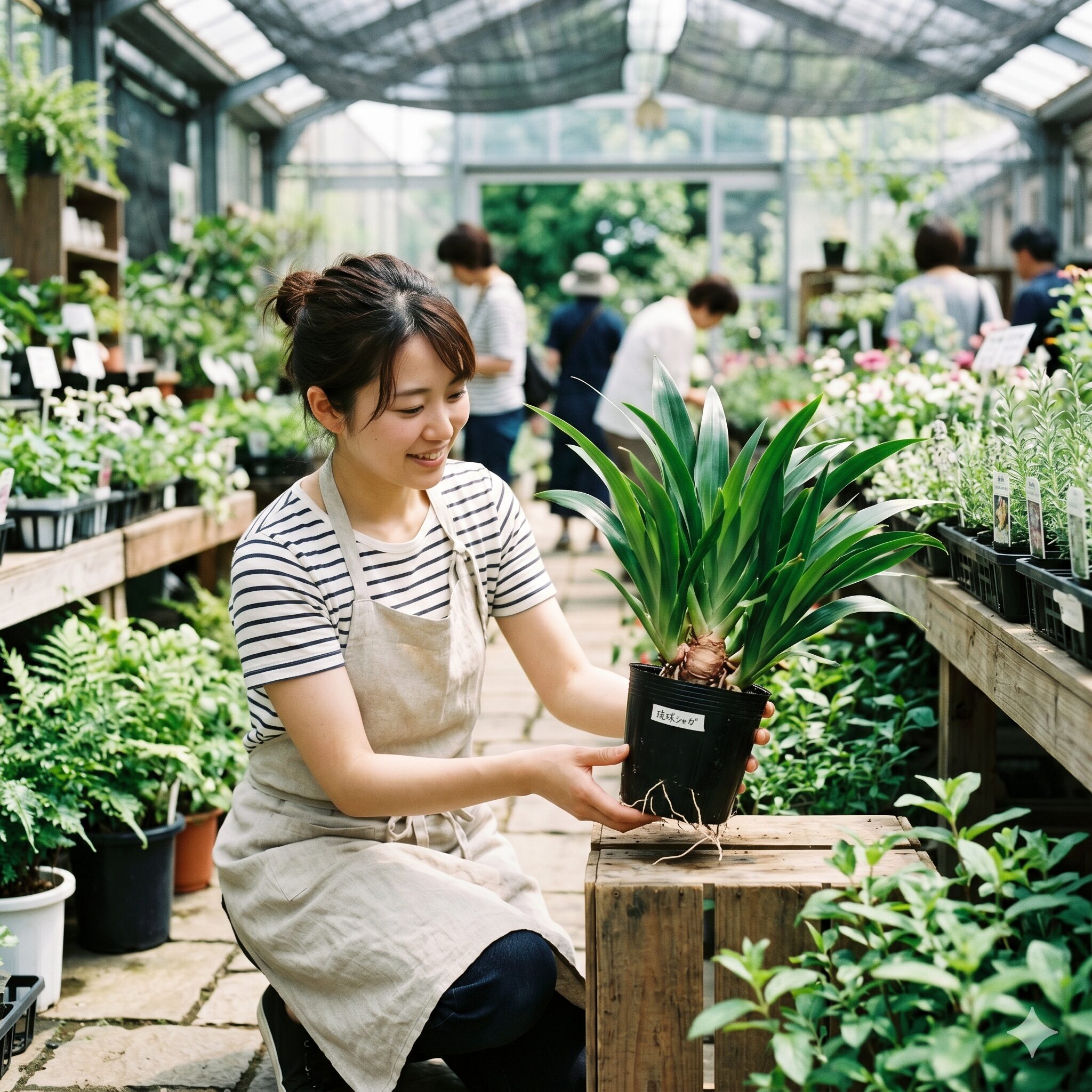 琉球 シャガ10　園芸店で販売されている健康的でがっしりとした琉球シャガの苗