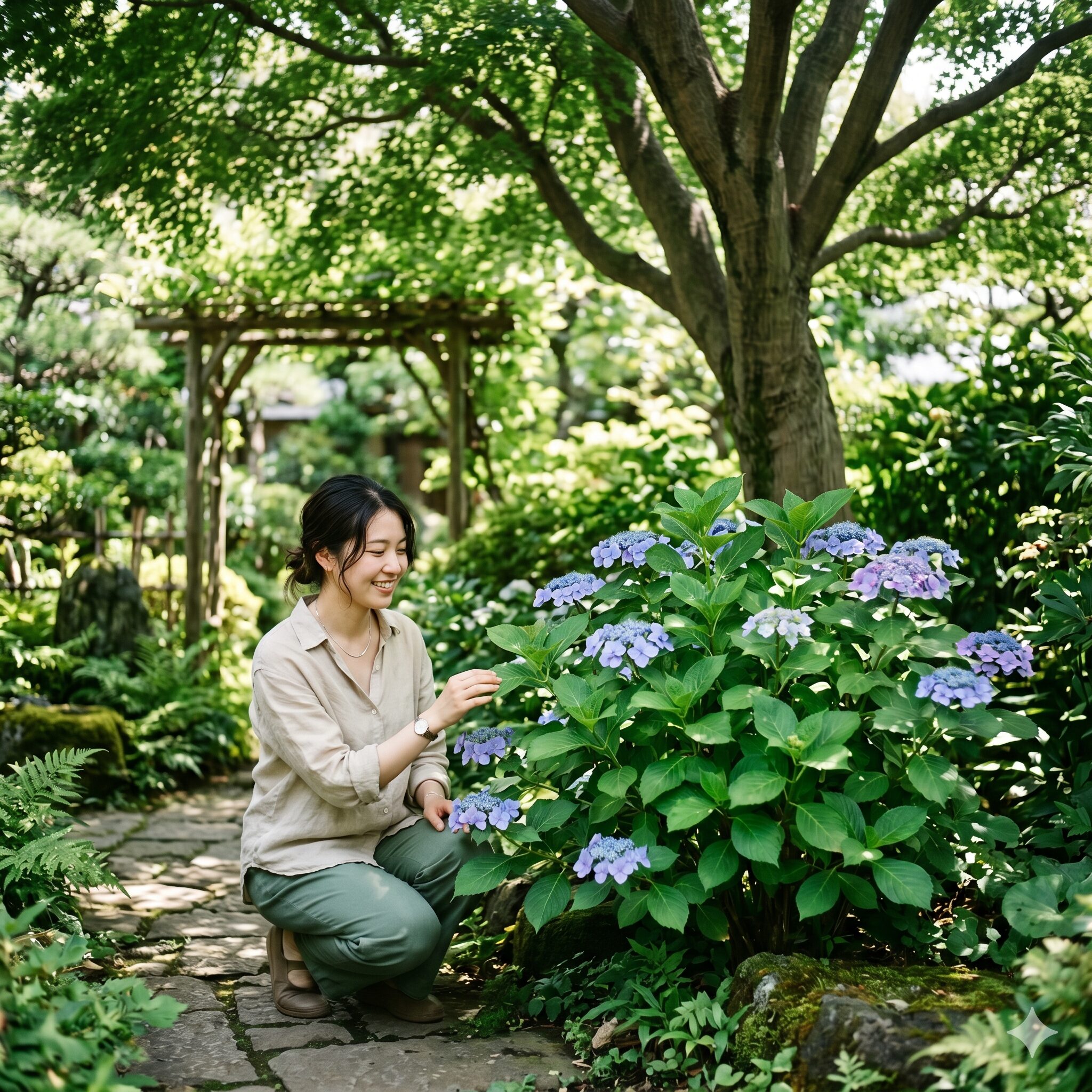 紫陽花 いつ咲く10　紫陽花の開花に最適な木漏れ日が差し込む半日陰の栽培環境