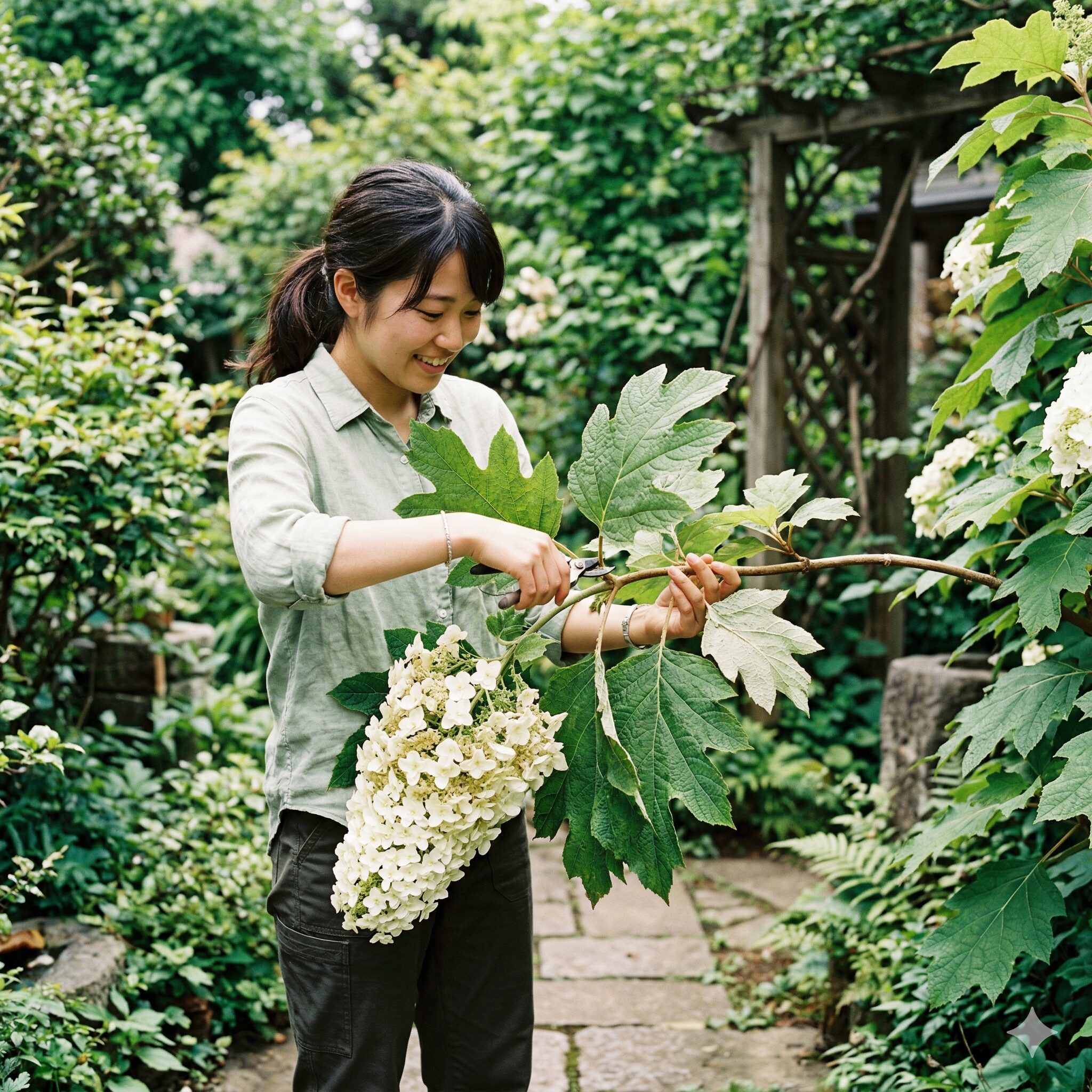 紫陽花の剪定5　円錐形の花が特徴的なカシワバアジサイの剪定と枝の整理