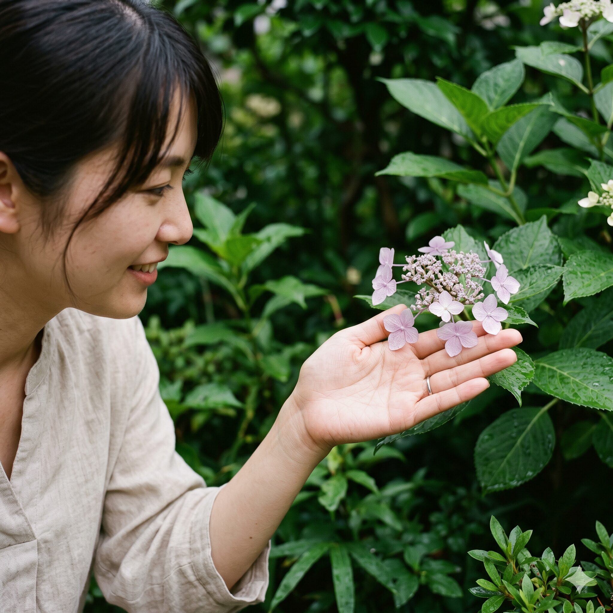 紫陽花剪定しないとどうなる4　剪定不足による栄養分散でサイズが小さく色が褪せてしまった紫陽花の花