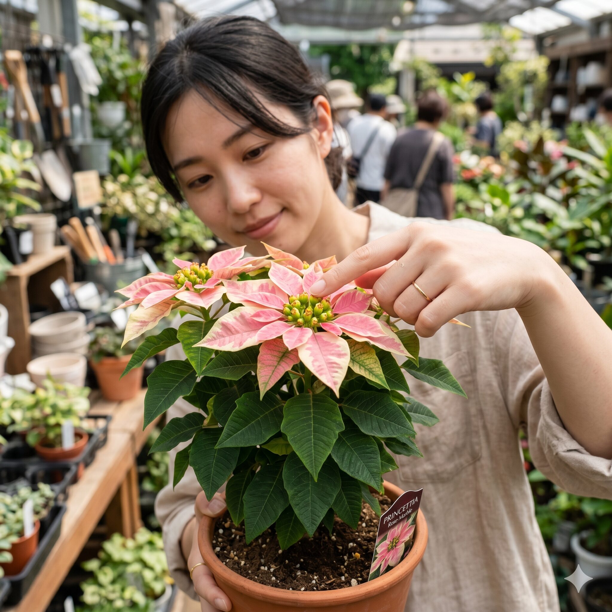 プリンセチア ロゼマーブル4　プリンセチアの苗選びで中心の花（サイアチア）の状態を確認する様子